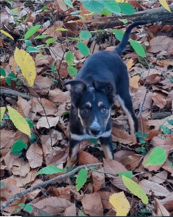 LDCDog /Les louanges de capry- Centre Canin-Pension canine- — photo