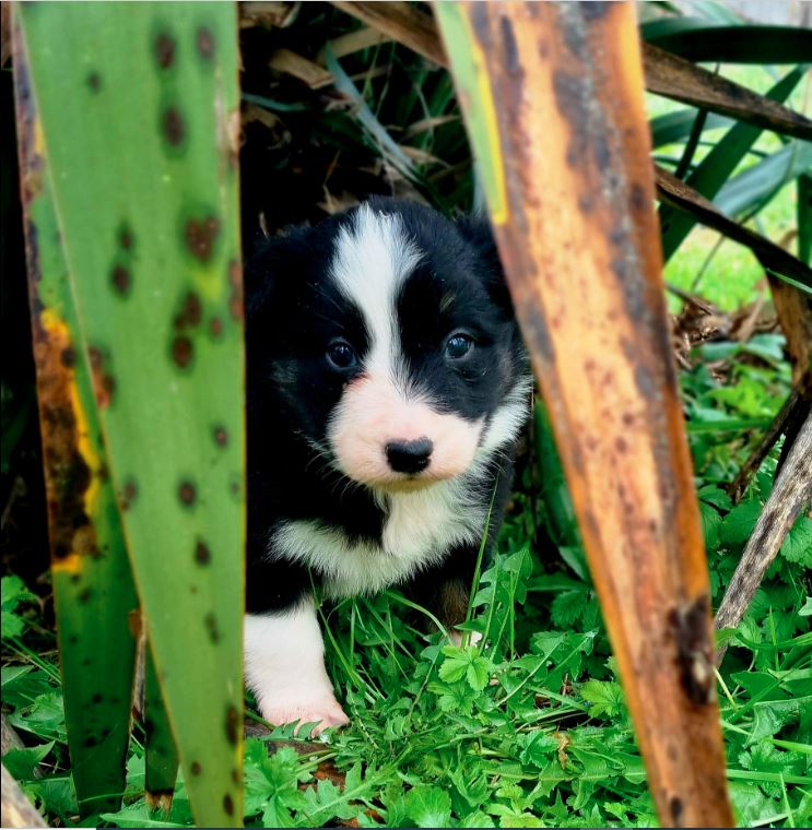 LDCDog /Les louanges de capry- Centre Canin-Pension canine- — photo