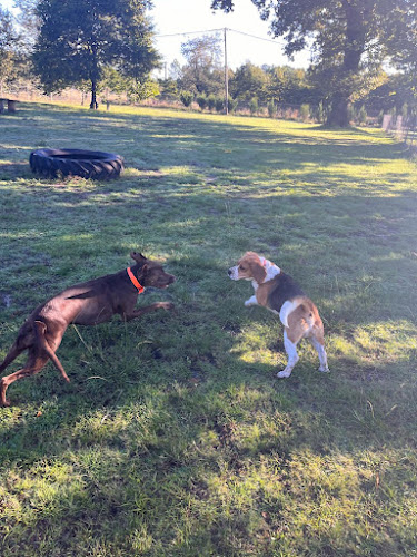 Elevage Beagle Pension Canine des Terres de Jossaume