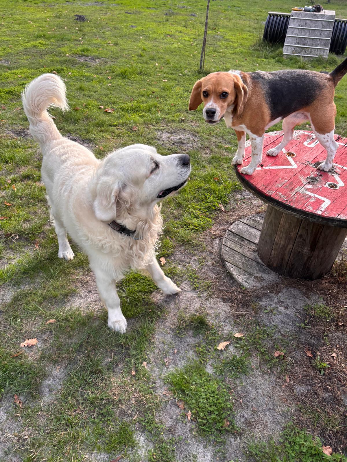 Elevage Beagle Pension Canine des Terres de Jossaume — photo