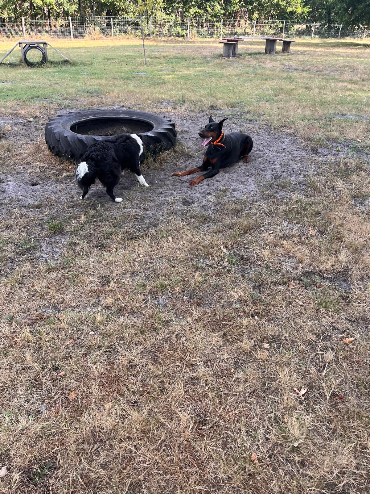 Elevage Beagle Pension Canine des Terres de Jossaume — photo