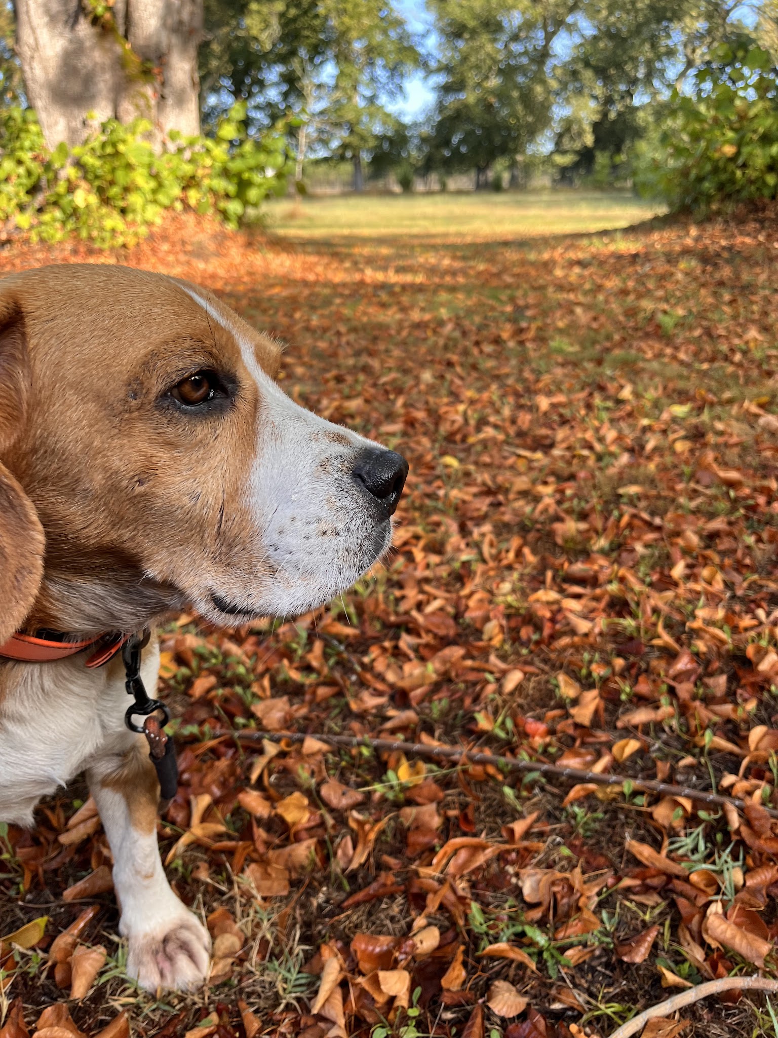 Elevage Beagle Pension Canine des Terres de Jossaume — photo