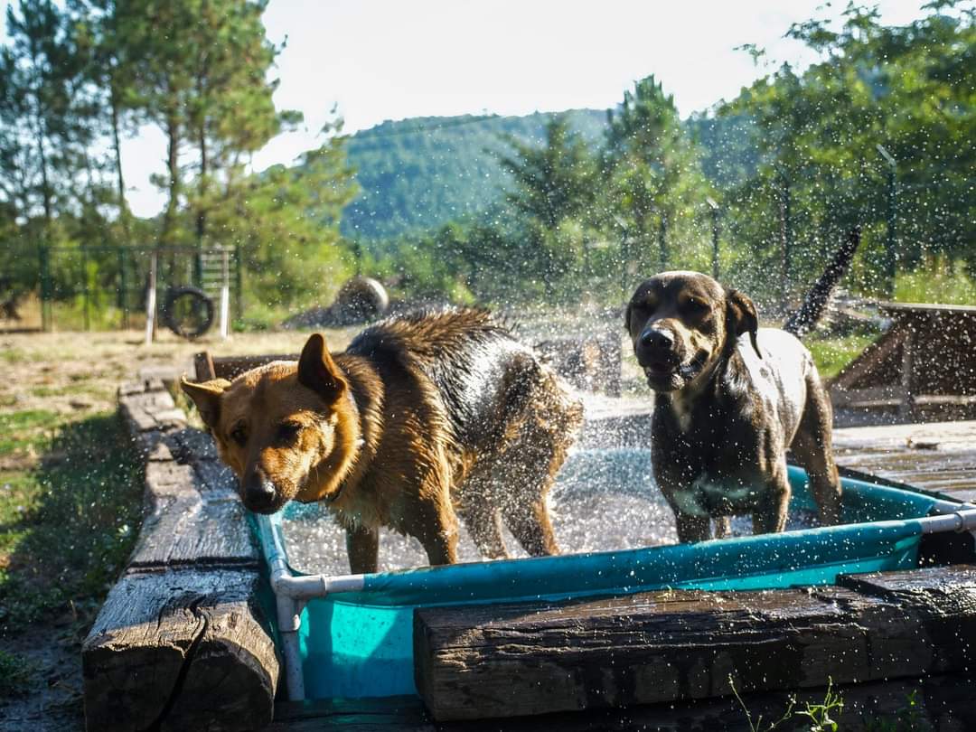 Village Canin des Cévennes