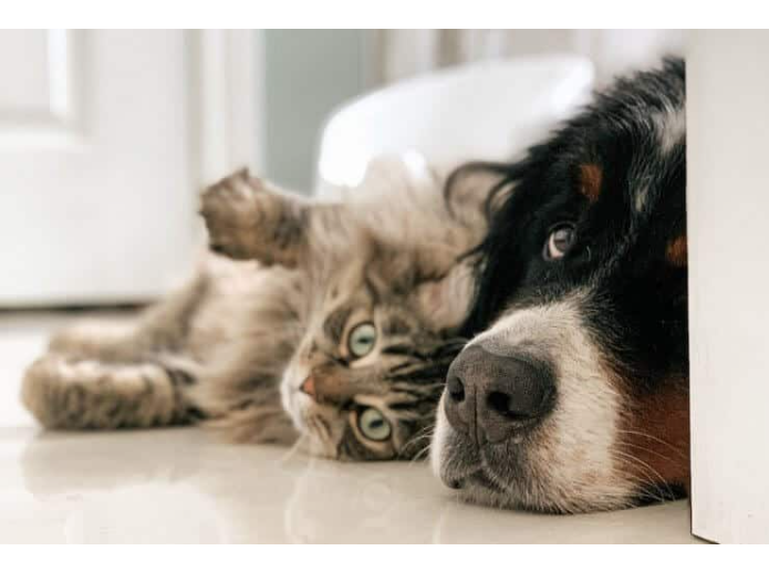 Home Dog 87