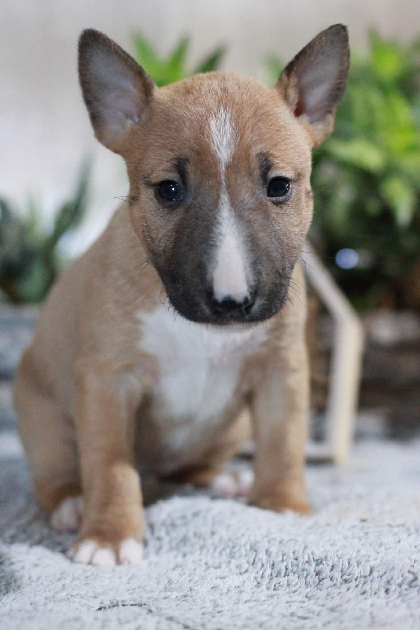 La Patte de Sirius - Éducateur Canin / Pension Canine LOT 46 — photo