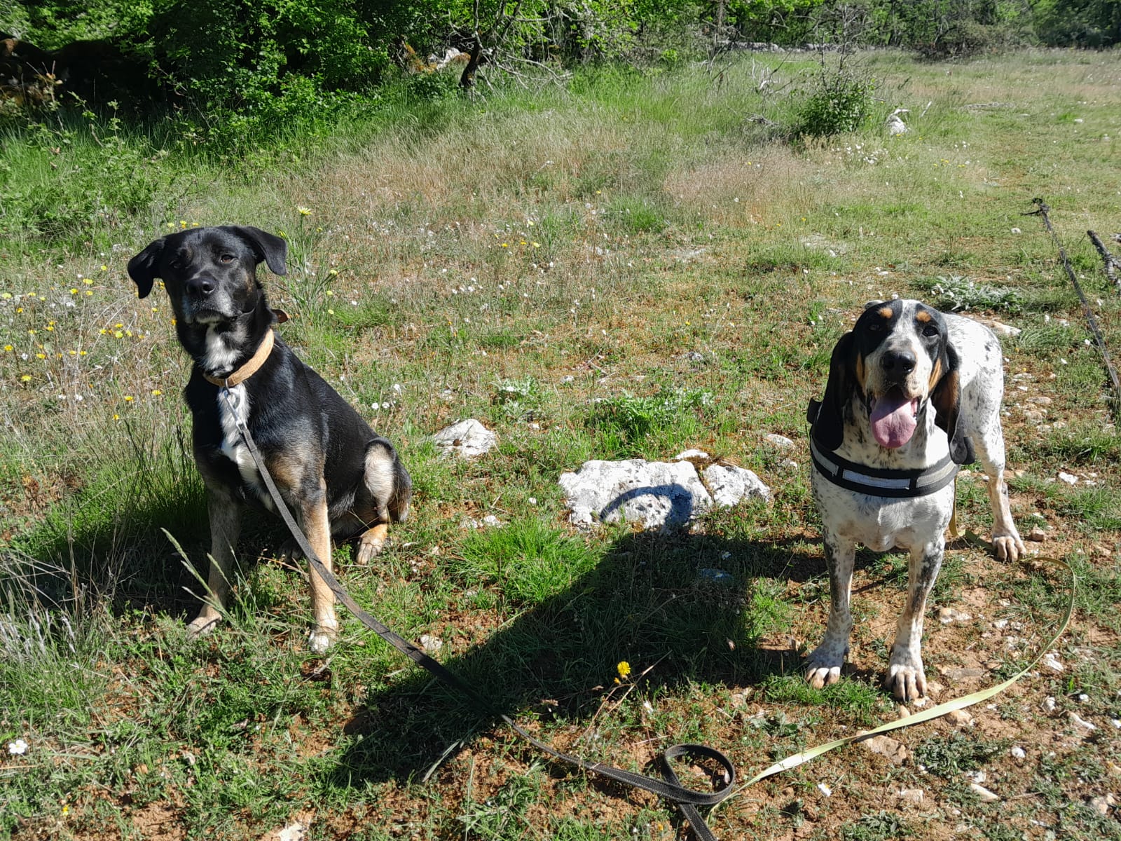 La Patte de Sirius - Éducateur Canin / Pension Canine LOT 46 — photo