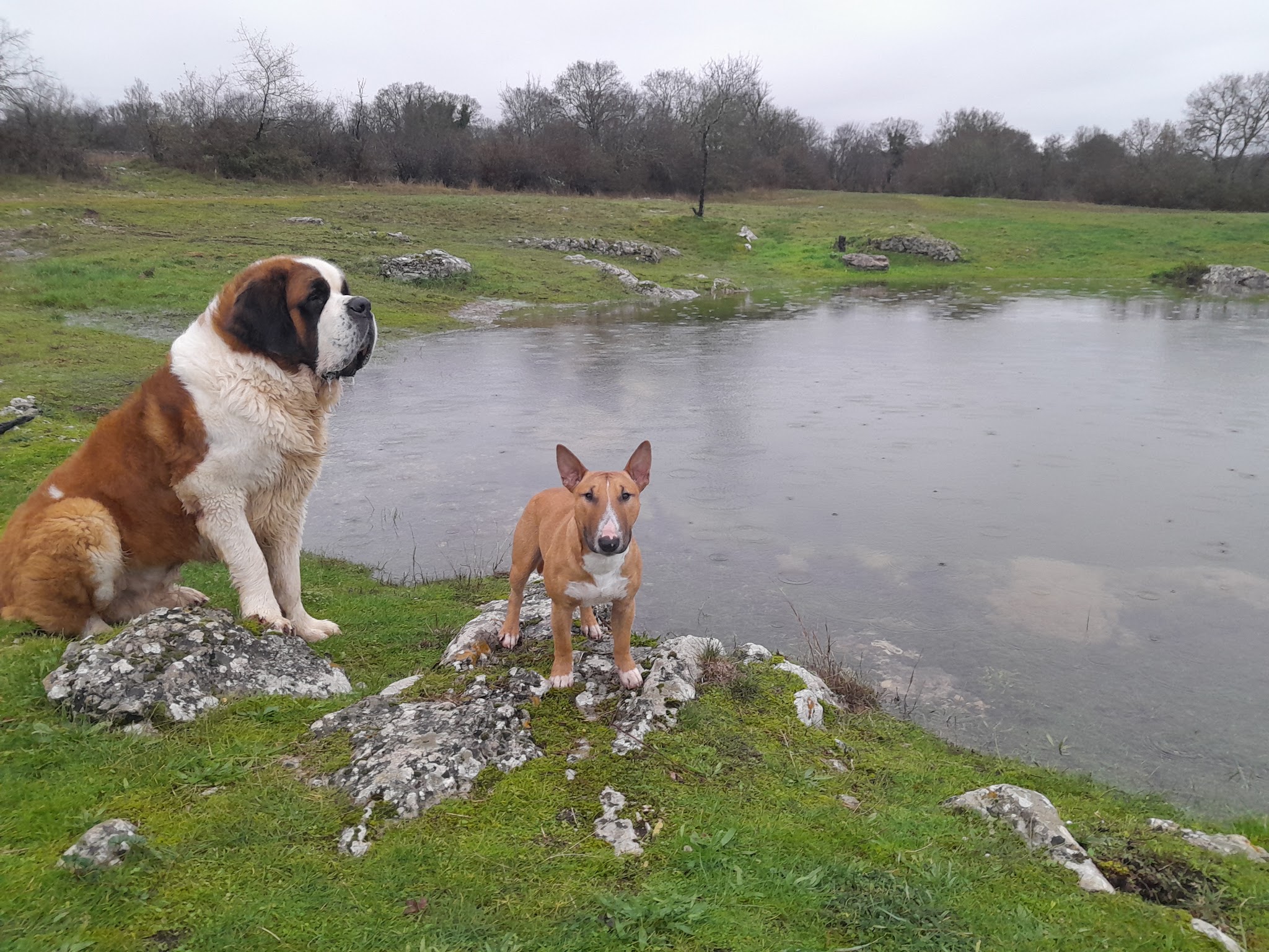 La Patte de Sirius - Éducateur Canin / Pension Canine LOT 46 — photo