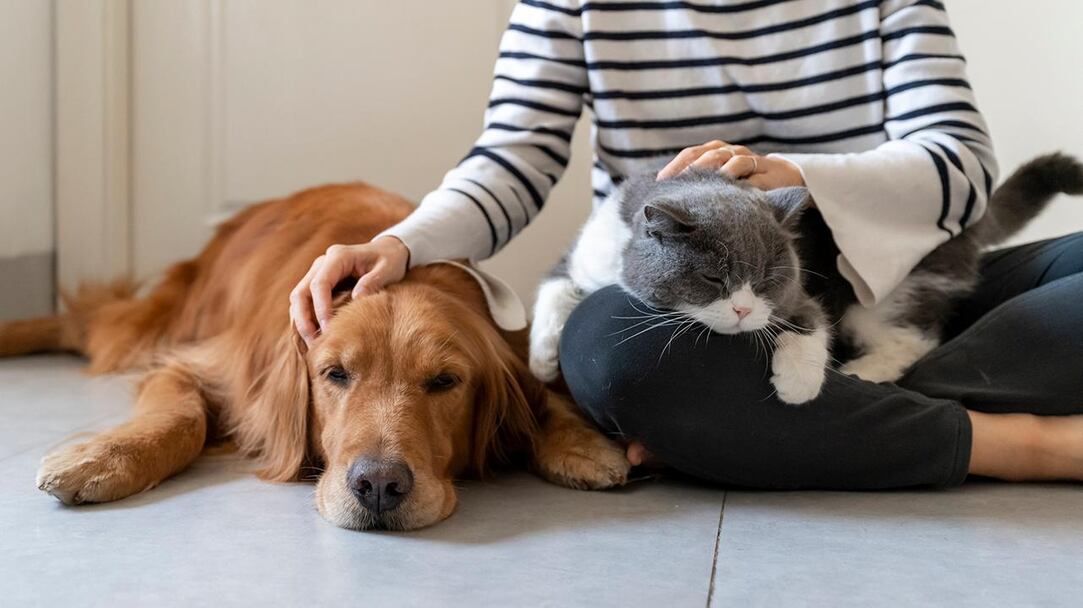 CRECHE DE WOOF — photo