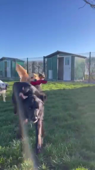 Elevage / pension canine La Sauvignère — photo