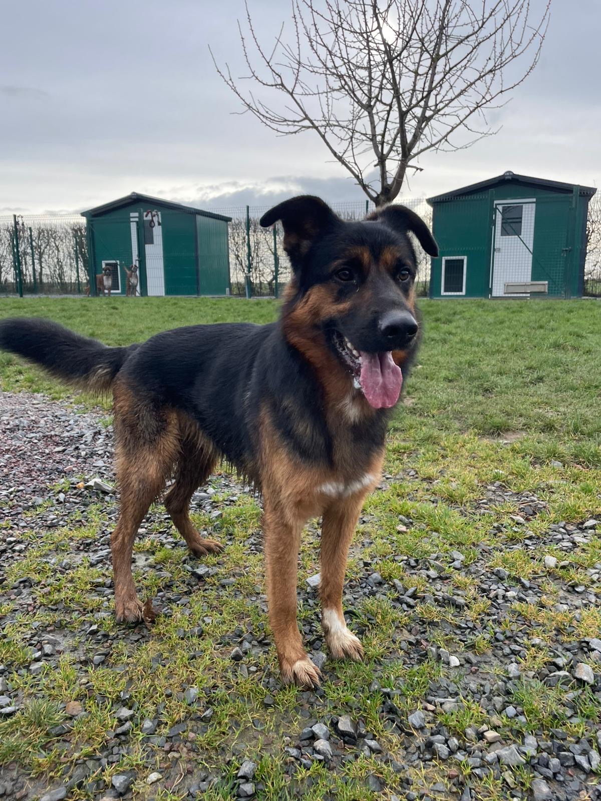 Elevage / pension canine La Sauvignère — photo