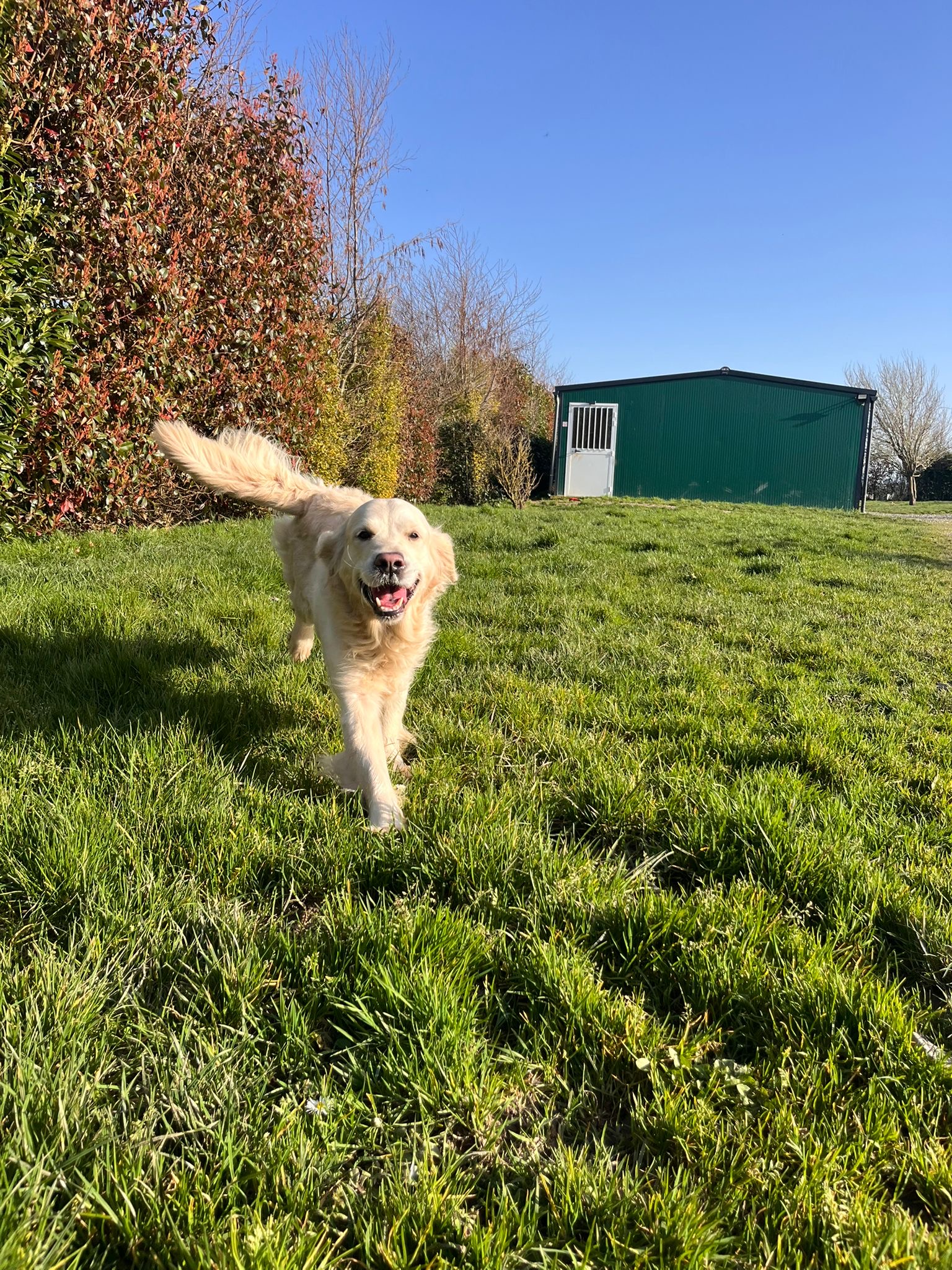 Elevage / pension canine La Sauvignère — photo