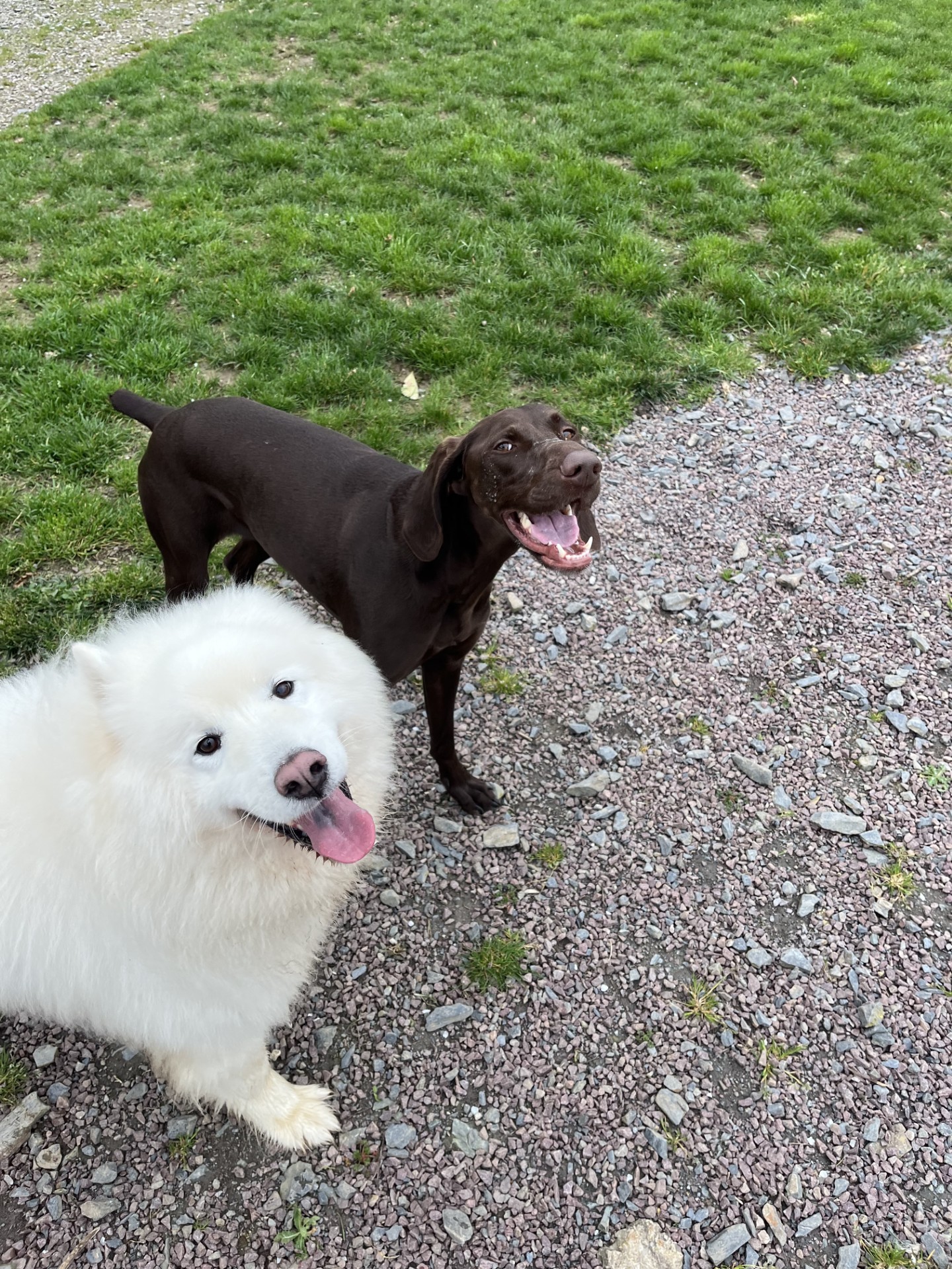 Elevage / pension canine La Sauvignère — photo