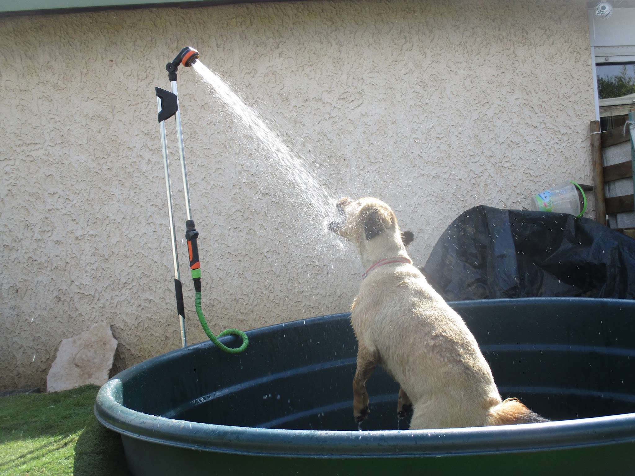 Les Balades de Sophie services pour animaux — photo