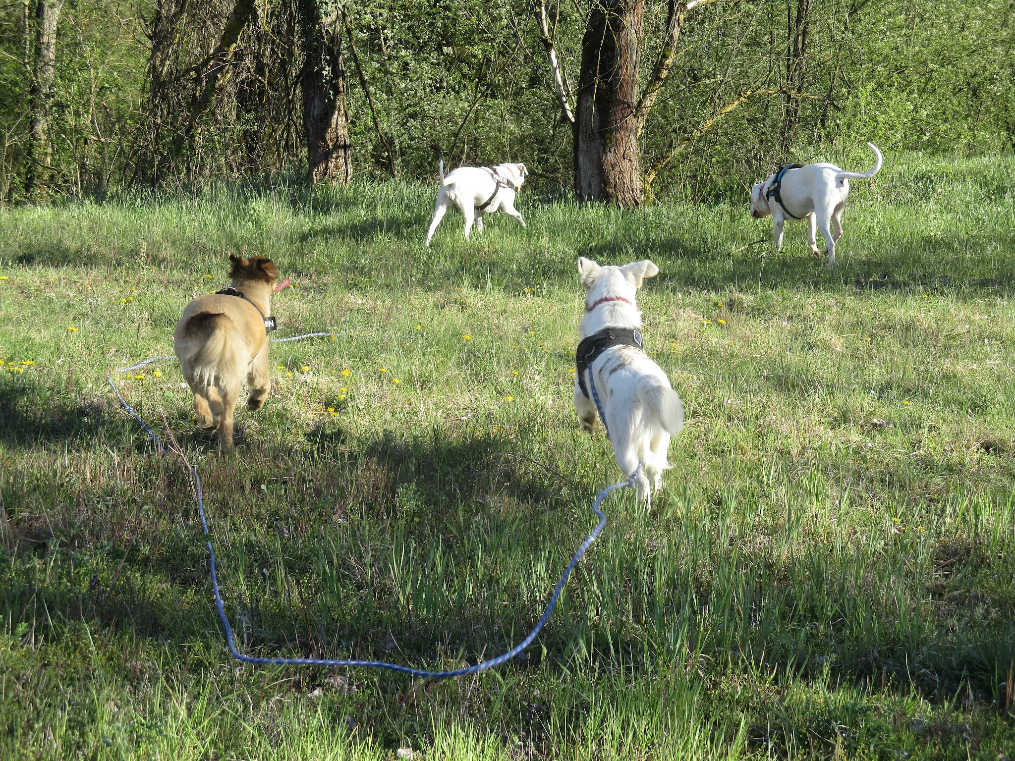 Les Balades de Sophie services pour animaux