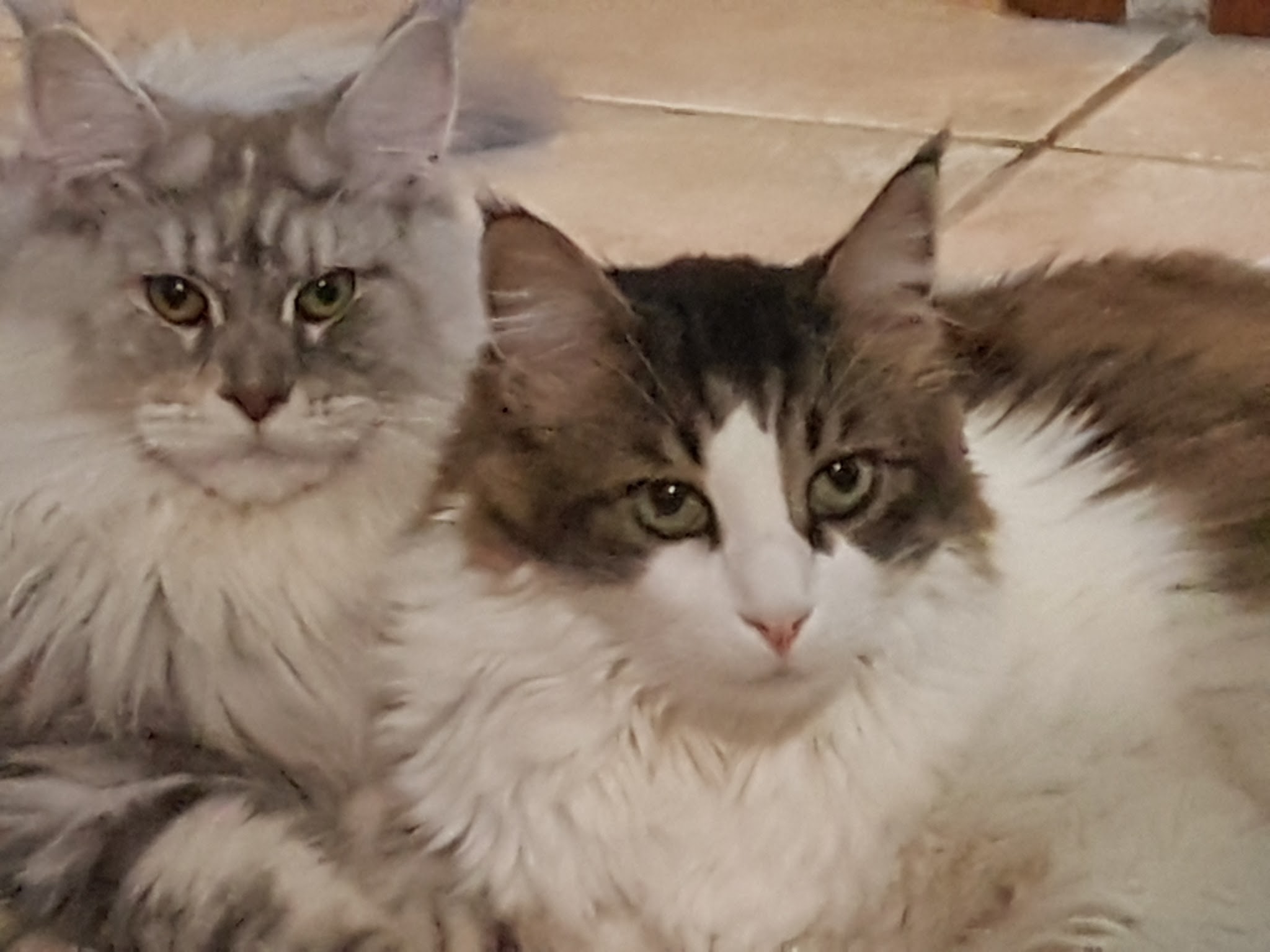 PENSION LES PACHAS-GARDE D'ANIMAUX — photo