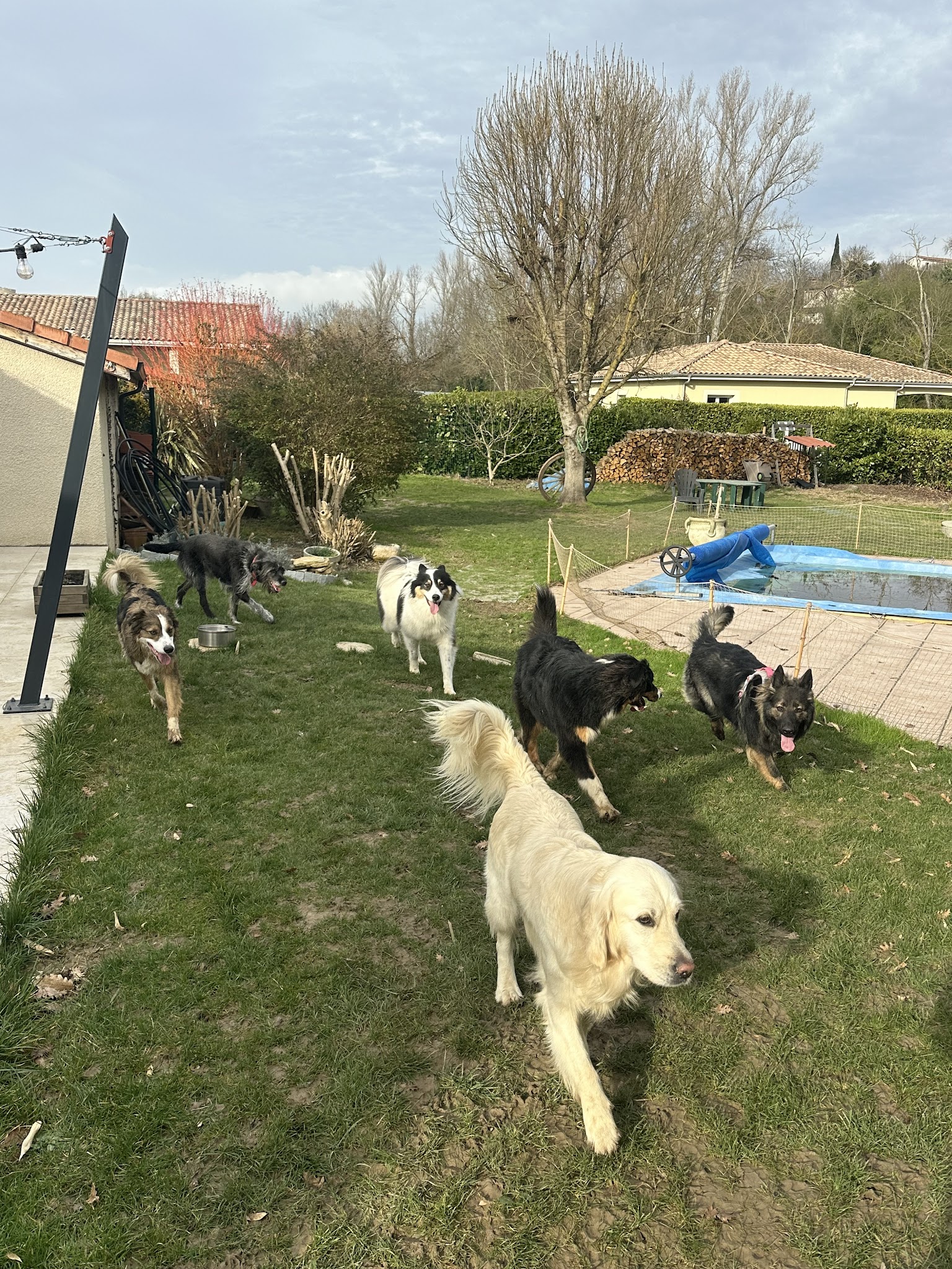 toutou dans les pattes — photo