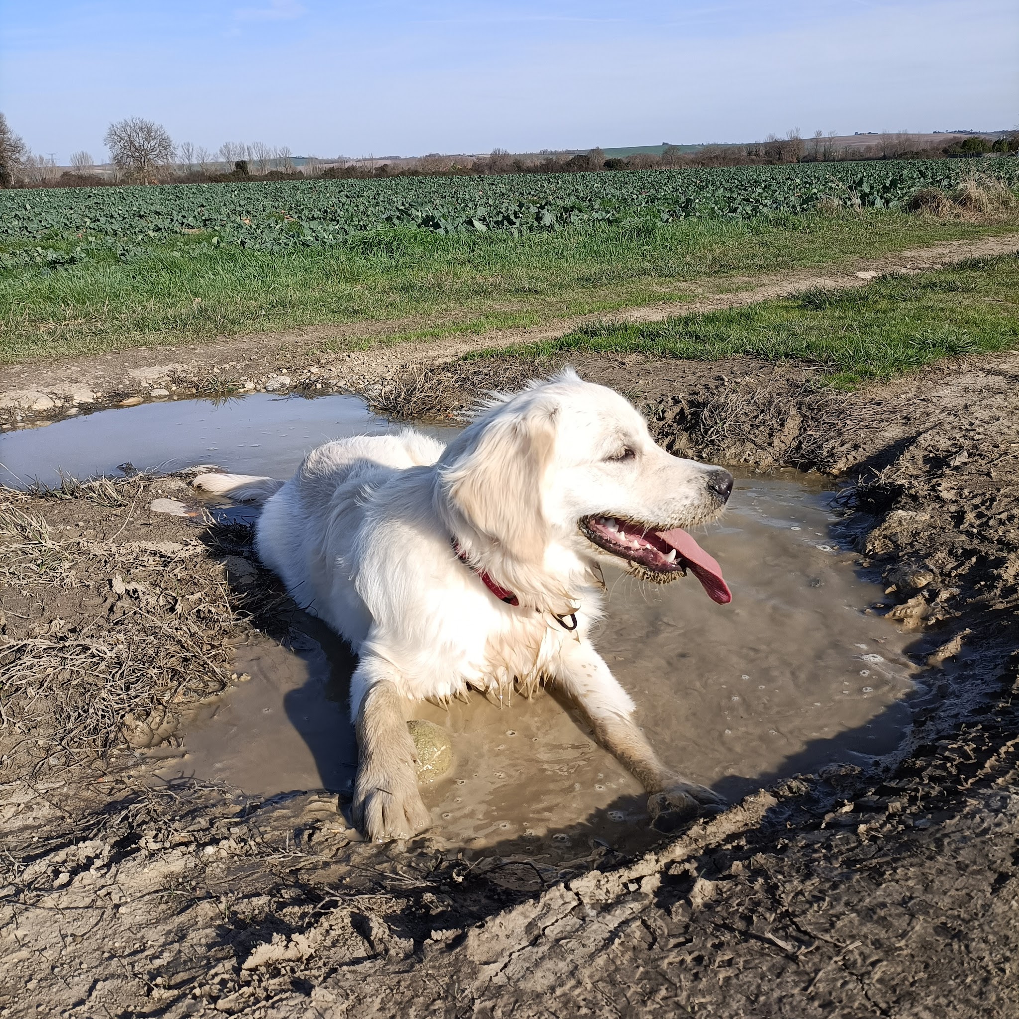 toutou dans les pattes — photo