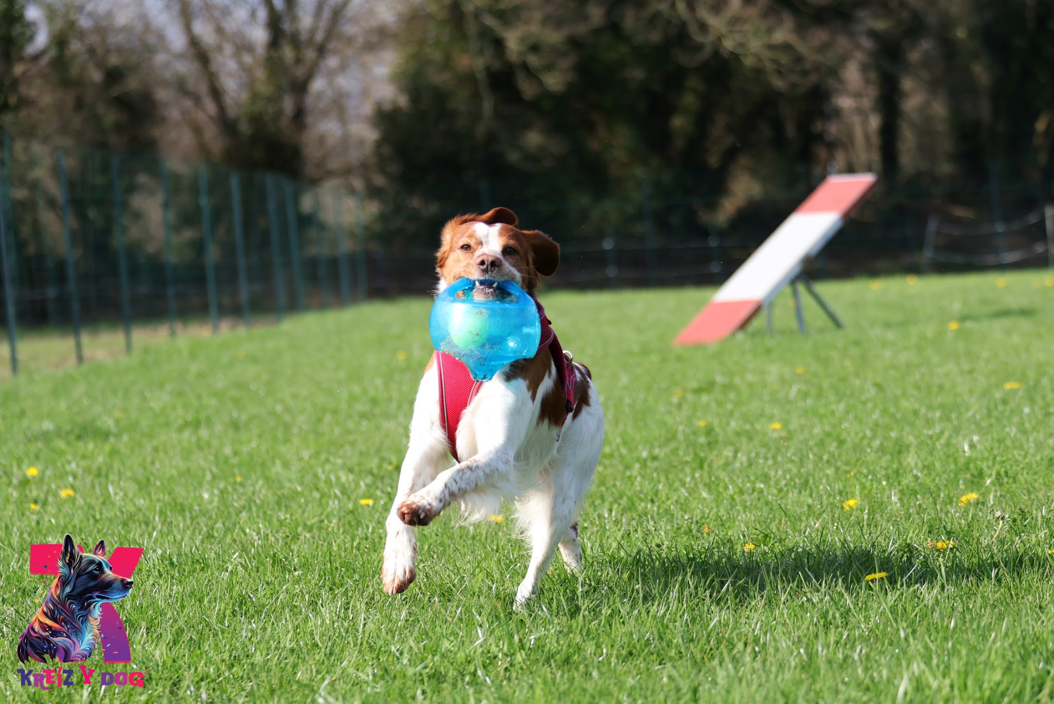 K9 Campus - Kreiz Y Dog — photo