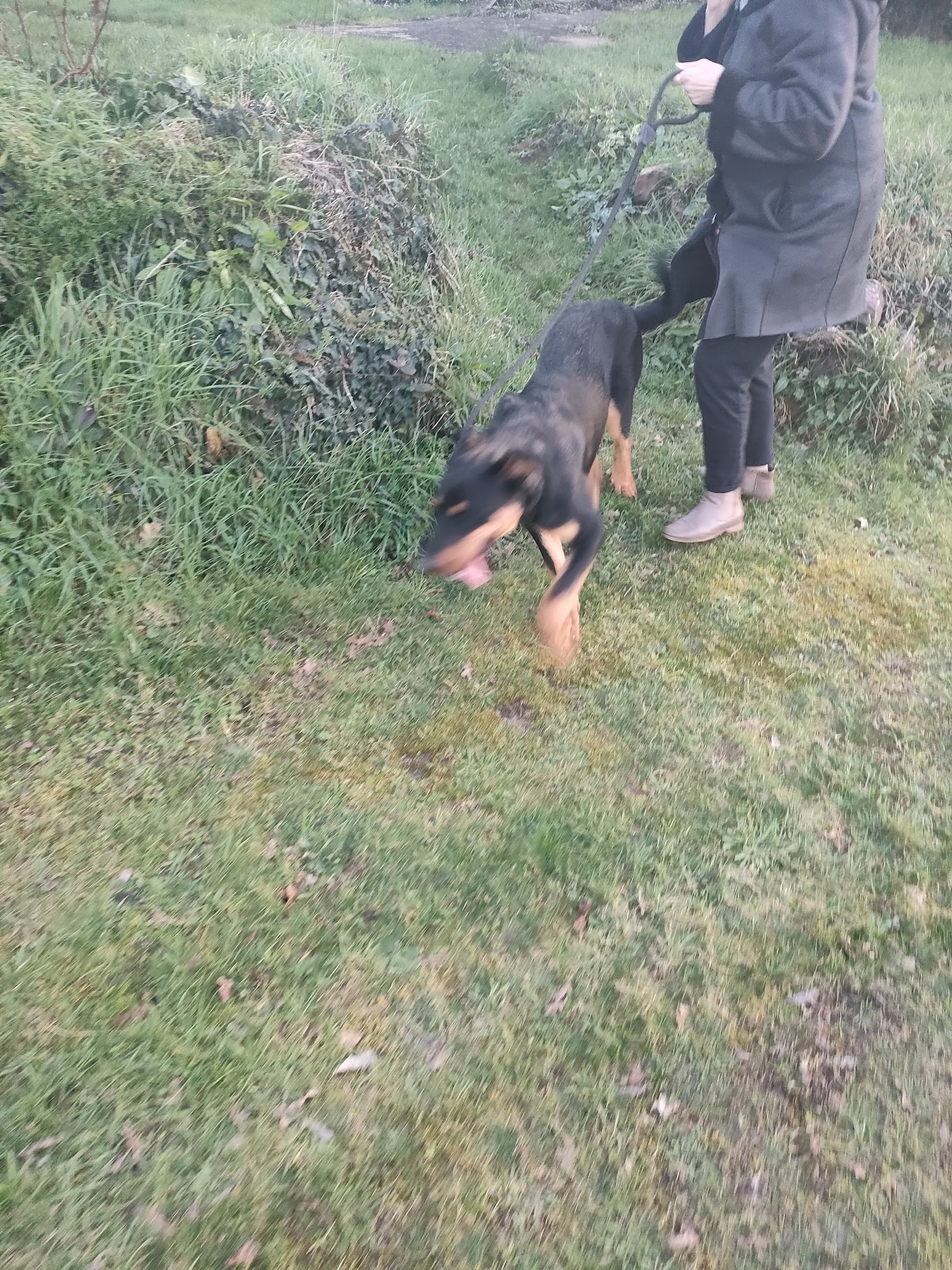 L'Arche de La Noé - Éducateur, comportementaliste canin 35 — photo