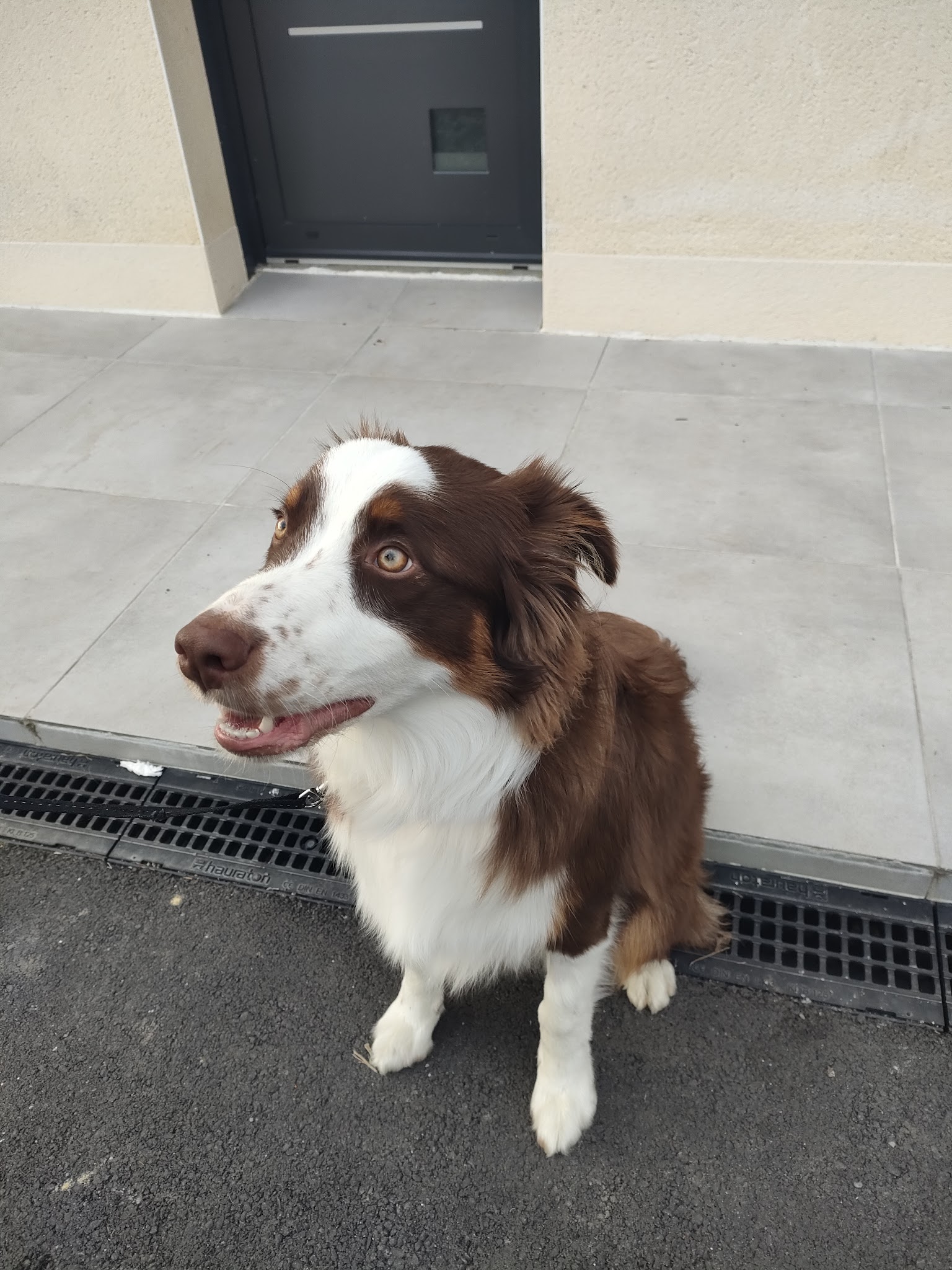 L'Arche de La Noé - Éducateur, comportementaliste canin 35 — photo