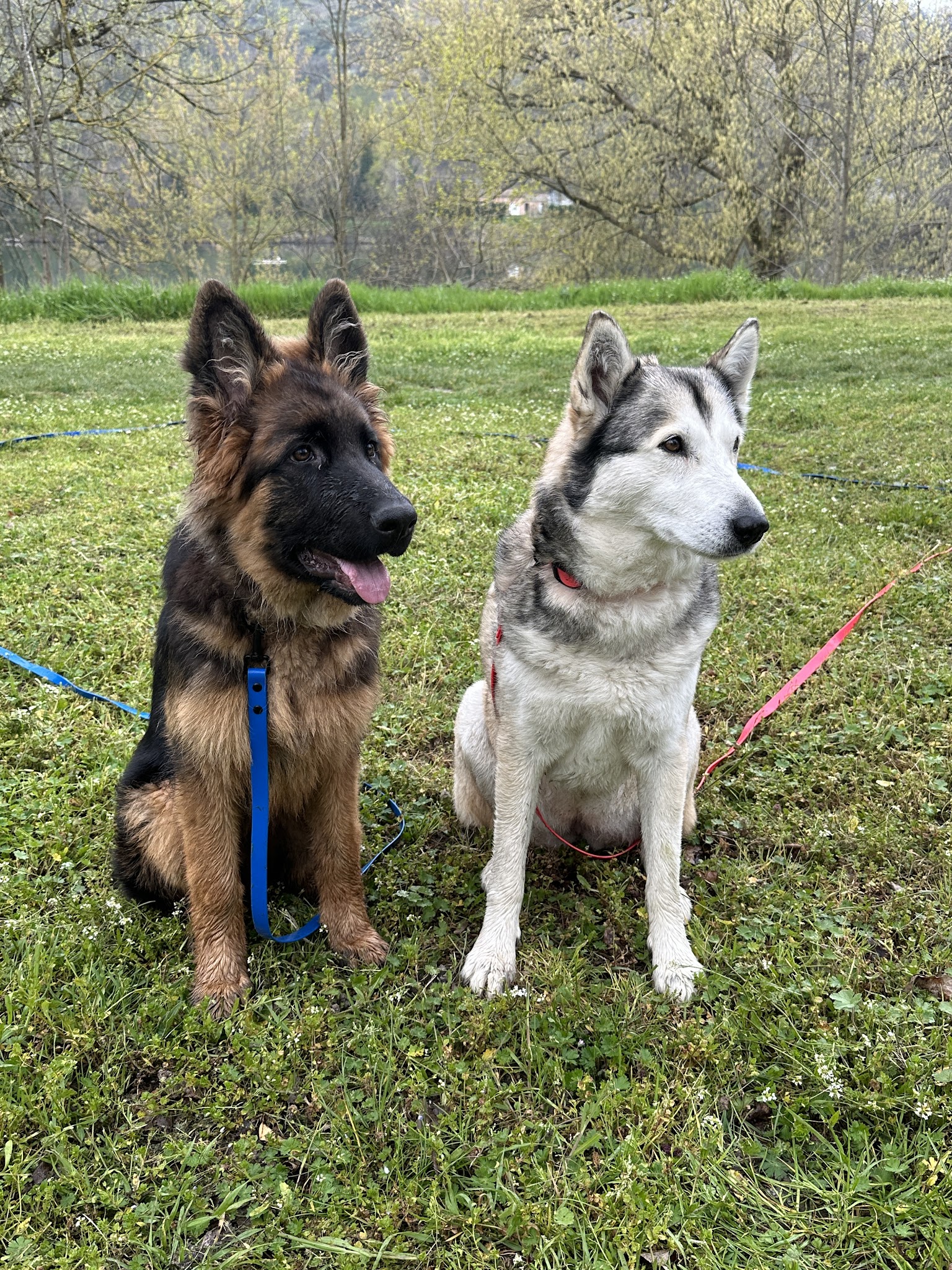 Briat Gaëlle (IE) coach dog liberty (communication animale ) — photo