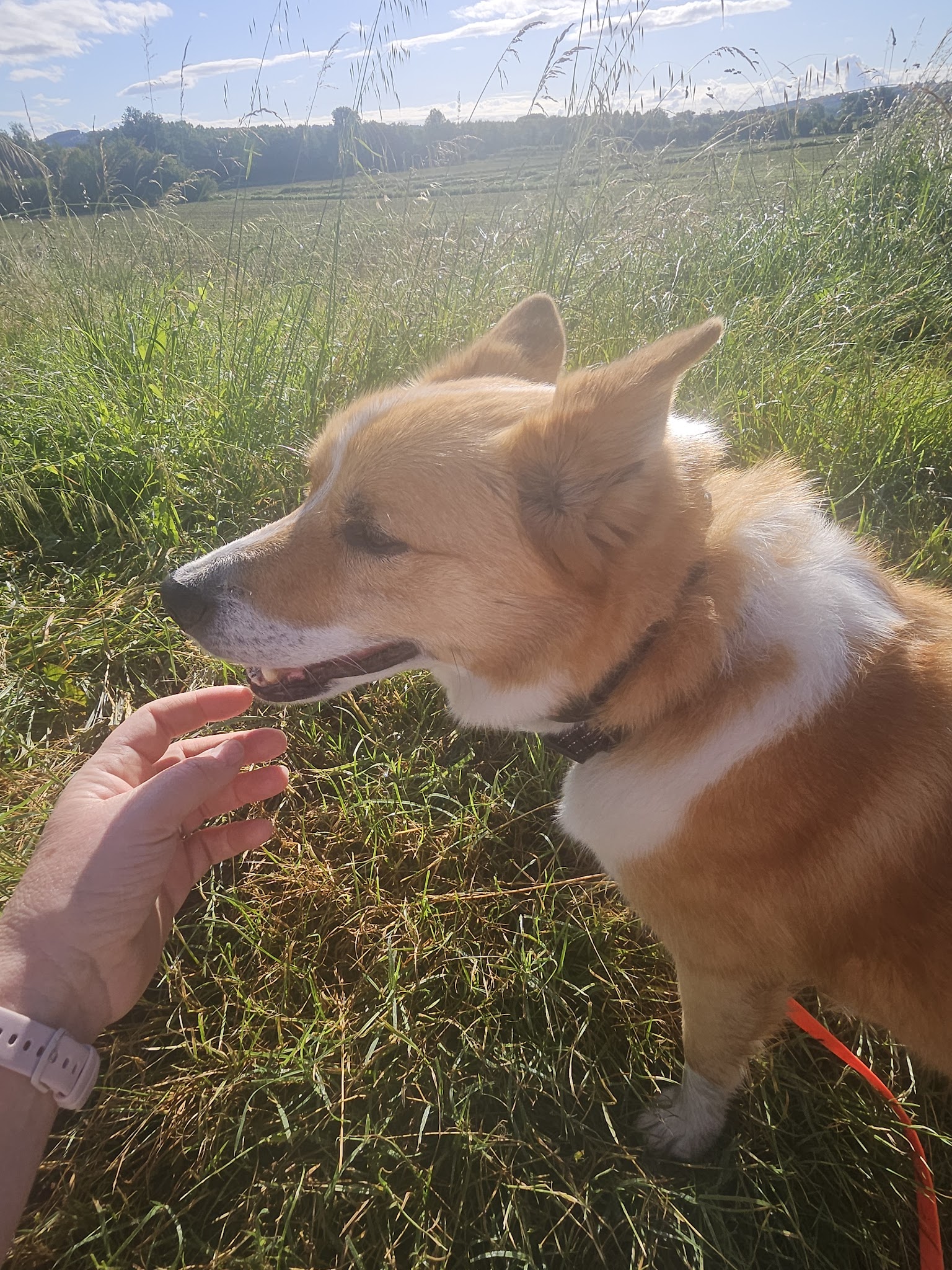 Briat Gaëlle (IE) coach dog liberty (communication animale ) — photo