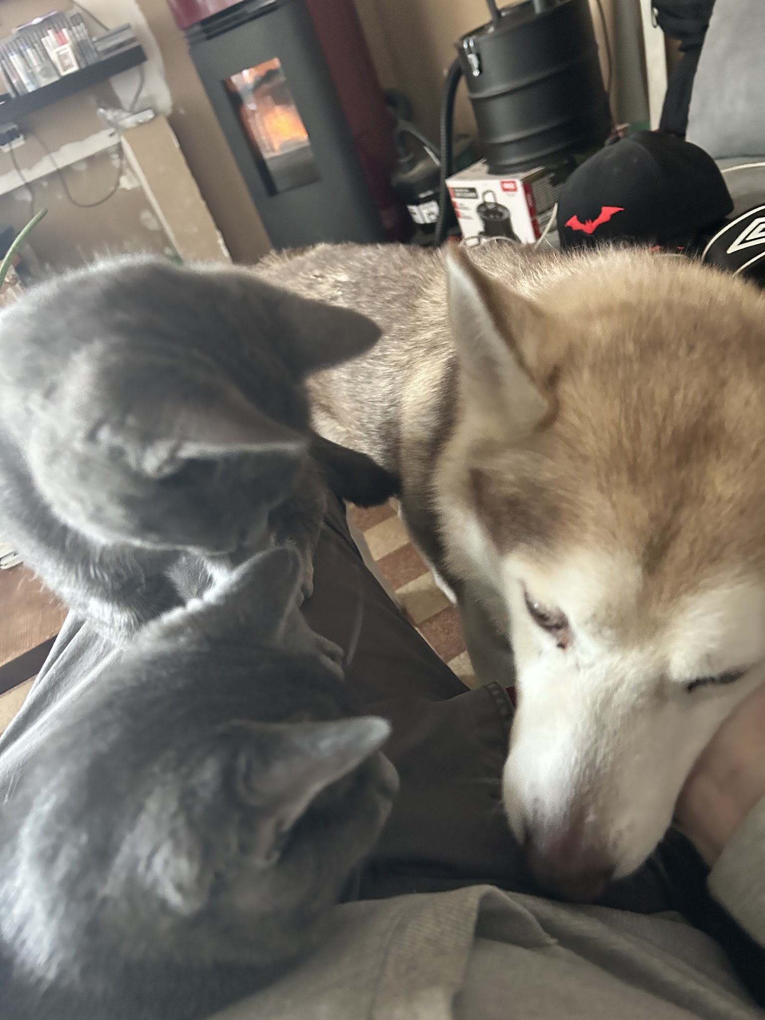 Briat Gaëlle (IE) coach dog liberty (communication animale ) — photo