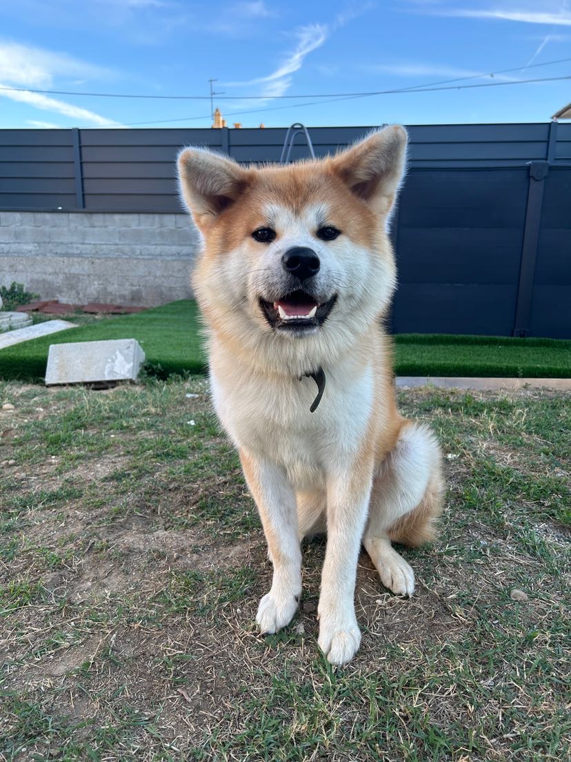 Briat Gaëlle (IE) coach dog liberty (communication animale ) — photo