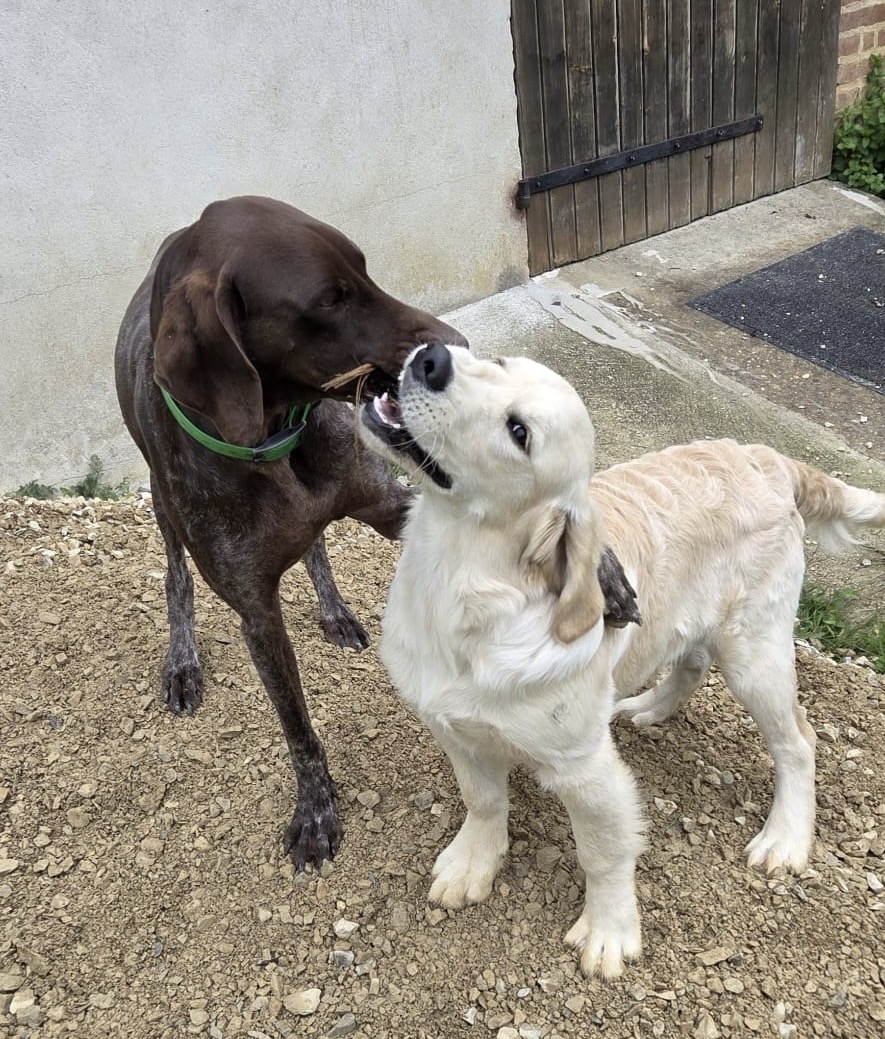 Pension Canine et Féline, le paradis des 4 pattes — photo