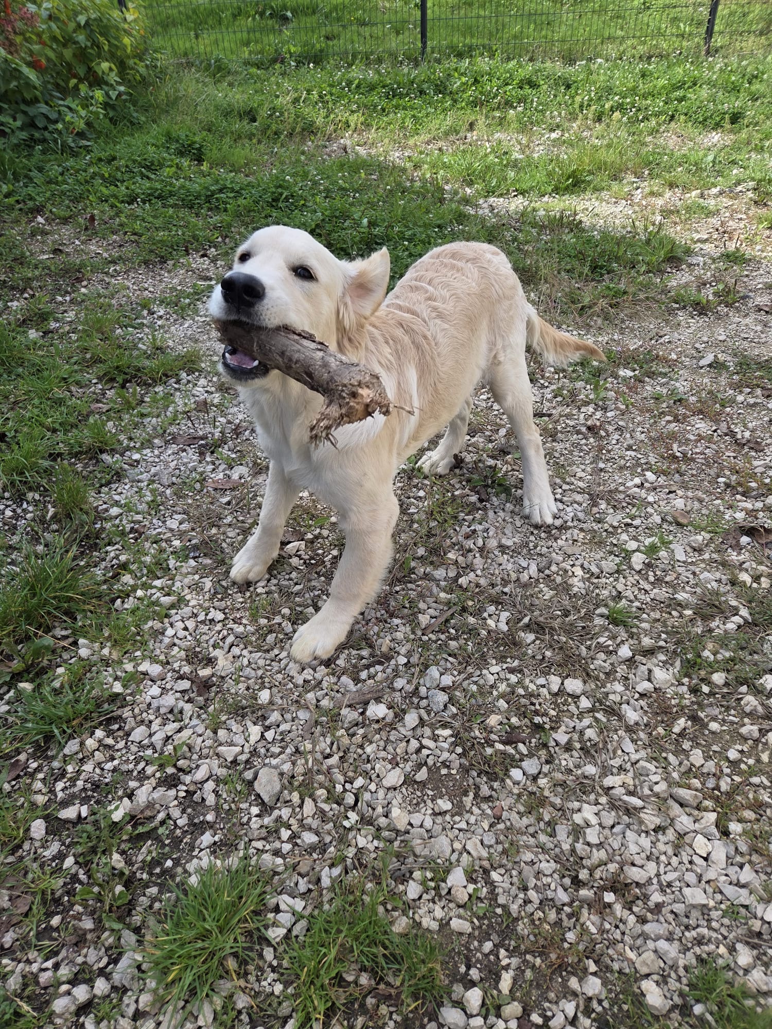 Pension Canine et Féline, le paradis des 4 pattes — photo