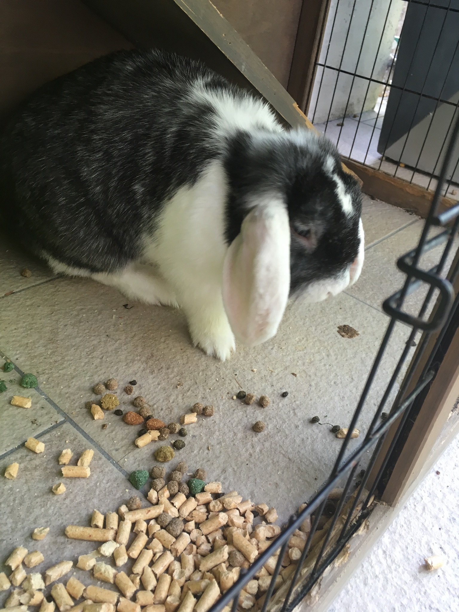 Charlotte Petsitter 37 — photo