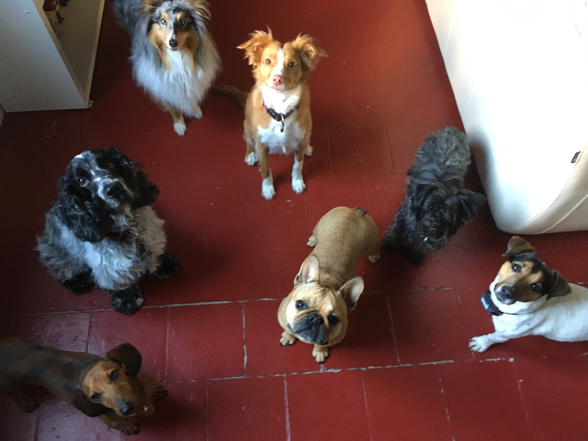 Charlotte Petsitter 37
