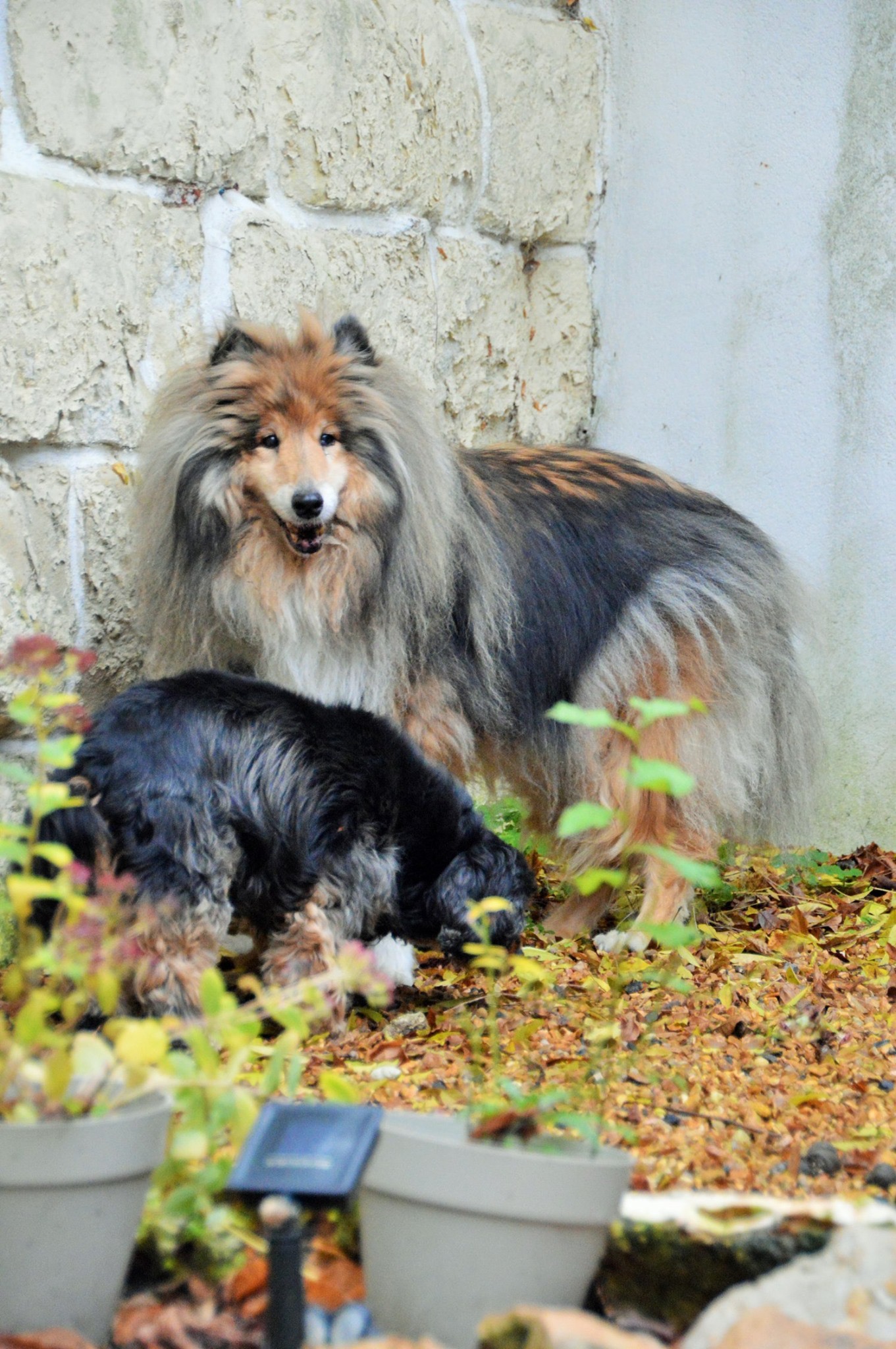 Charlotte Petsitter 37 — photo