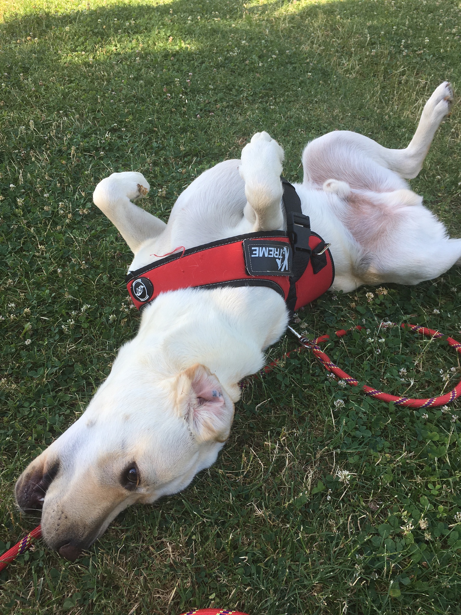 Charlotte Petsitter 37 — photo