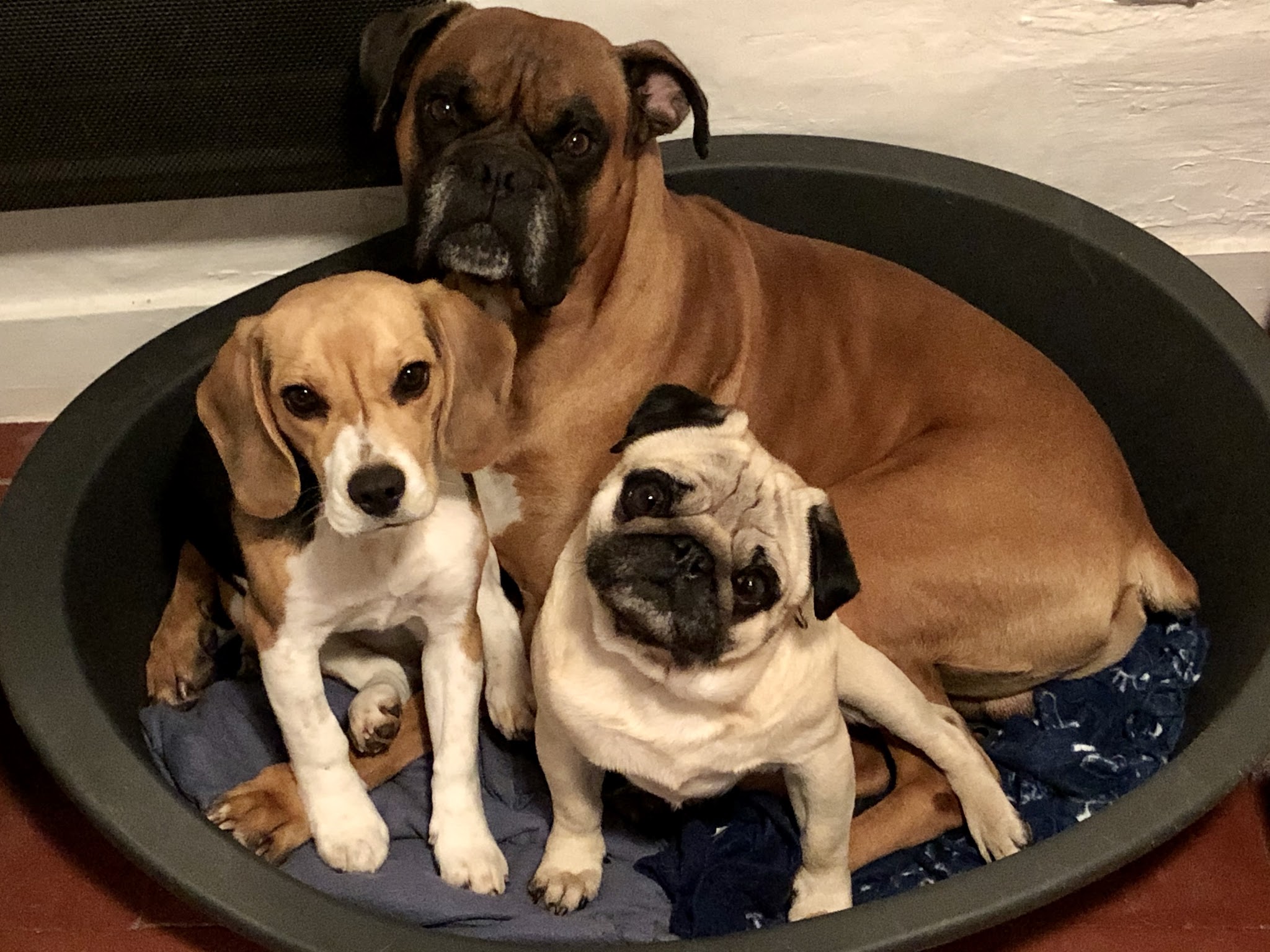 Charlotte Petsitter 37 — photo