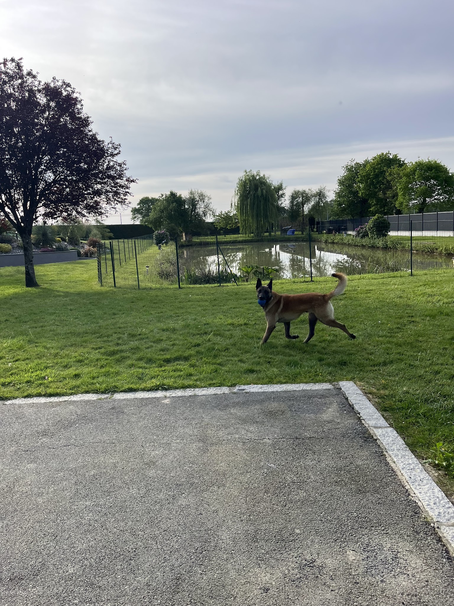Pattes Patrouille — photo