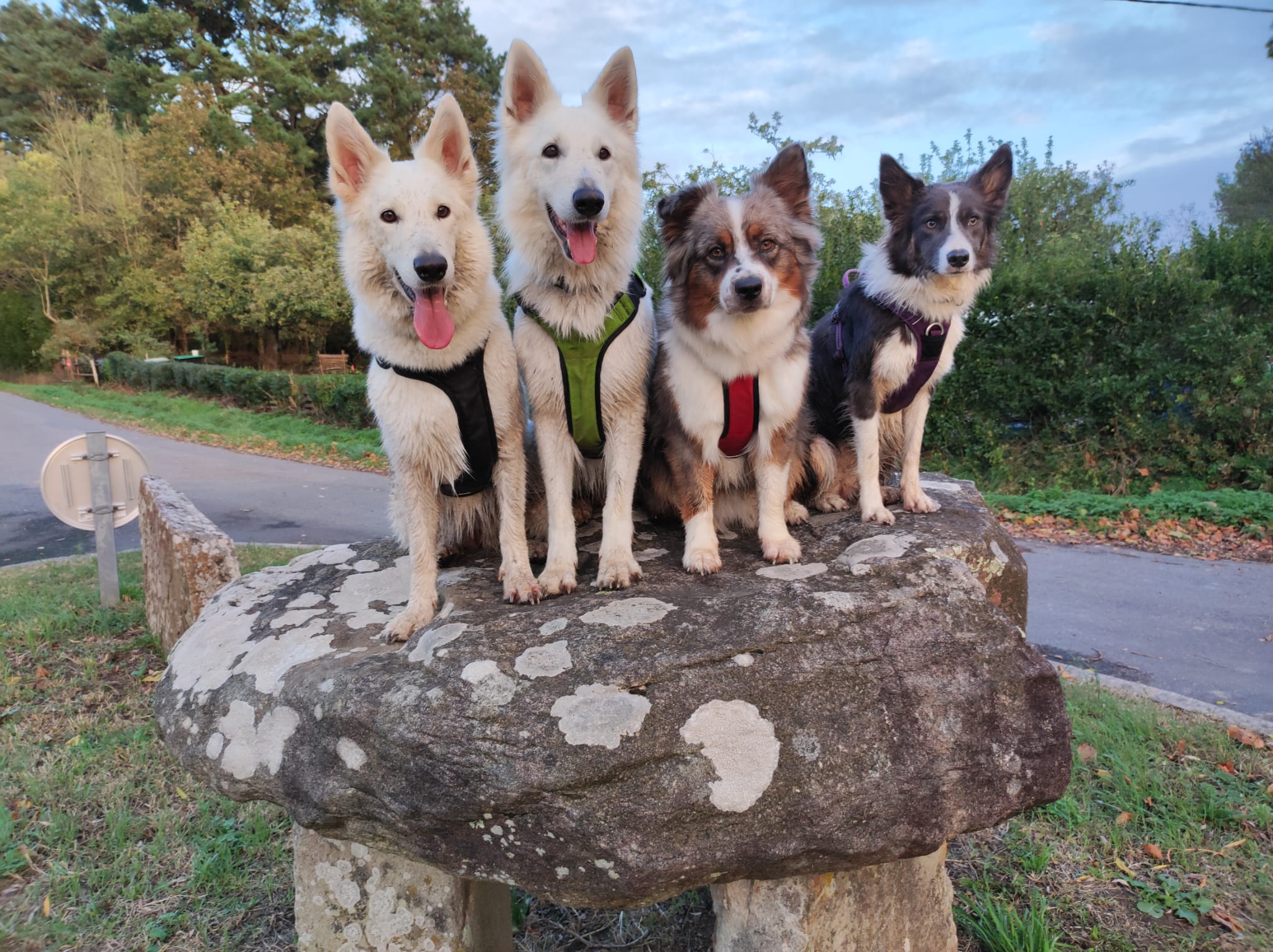 Myriam Chotin - 2 mains pour les chiens — photo