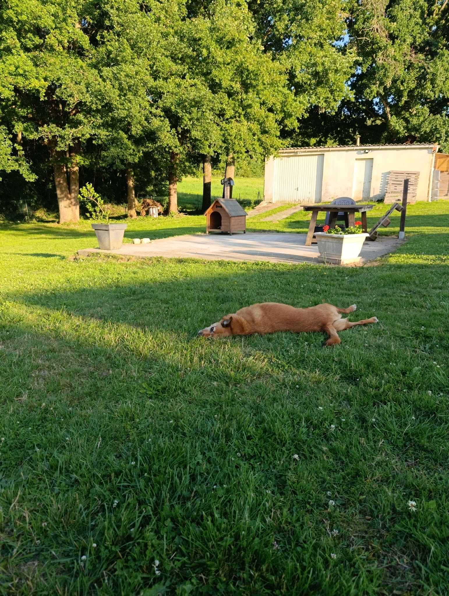 Myriam Chotin - 2 mains pour les chiens — photo