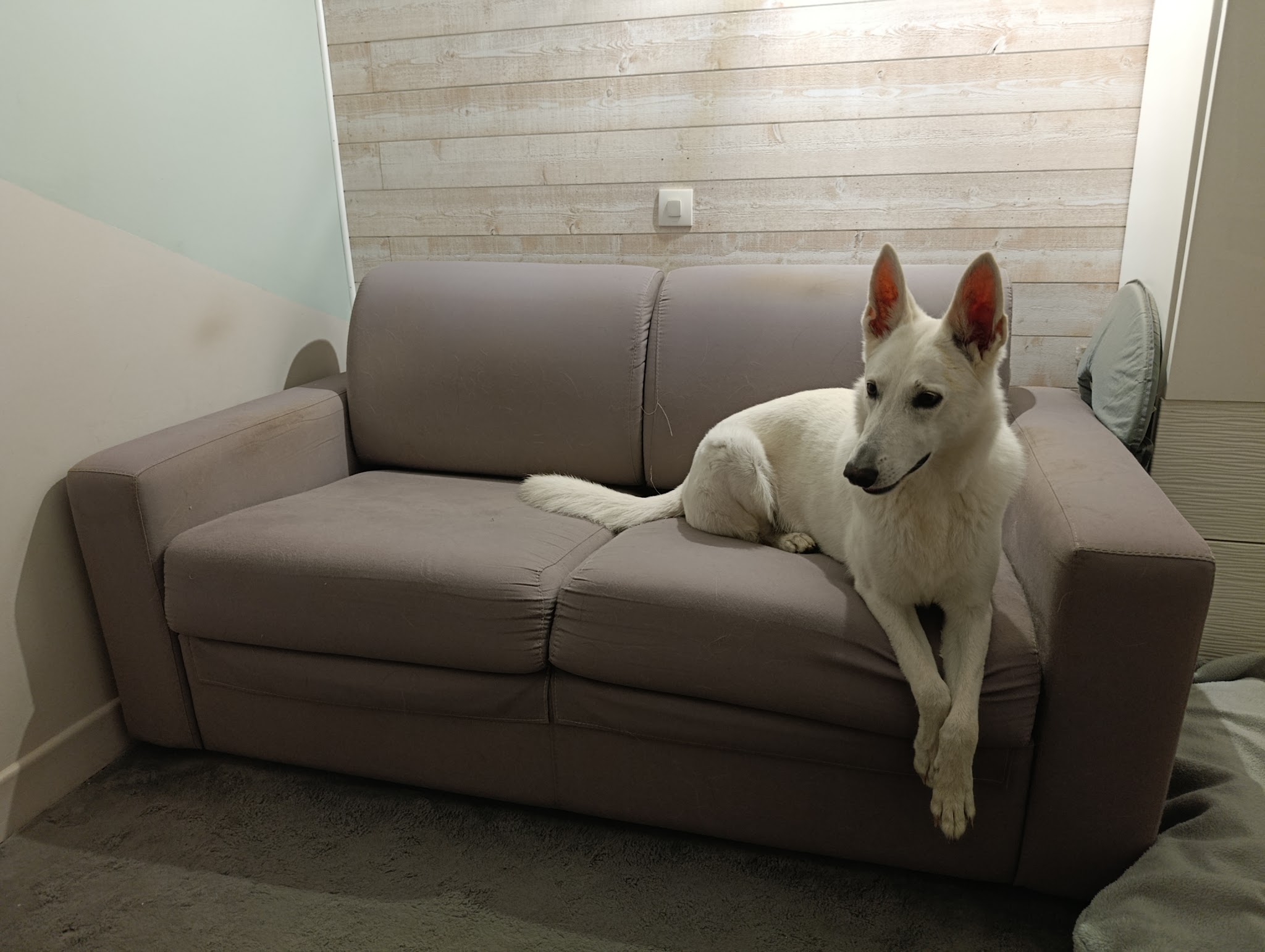 Myriam Chotin - 2 mains pour les chiens — photo