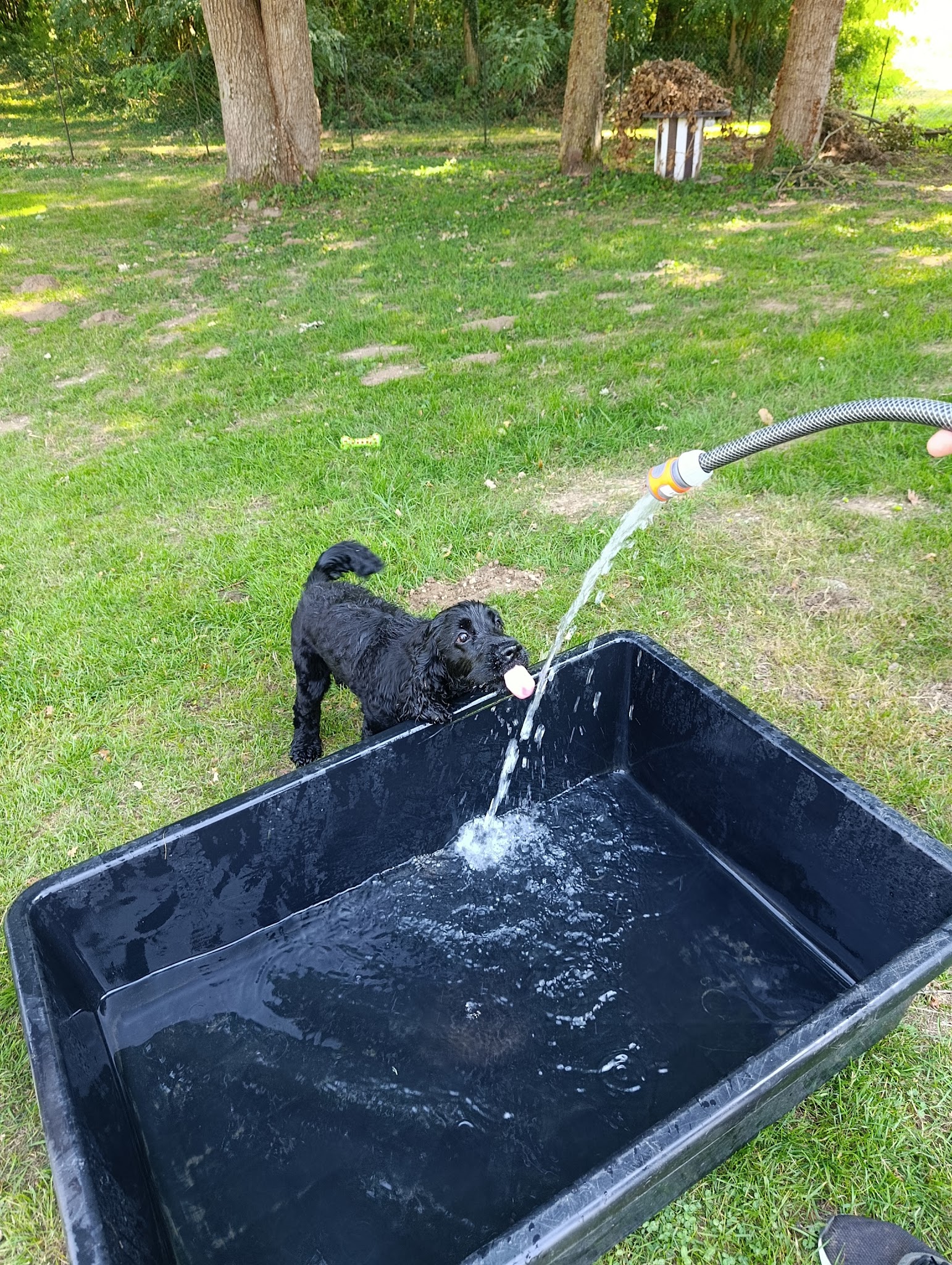Myriam Chotin - 2 mains pour les chiens — photo