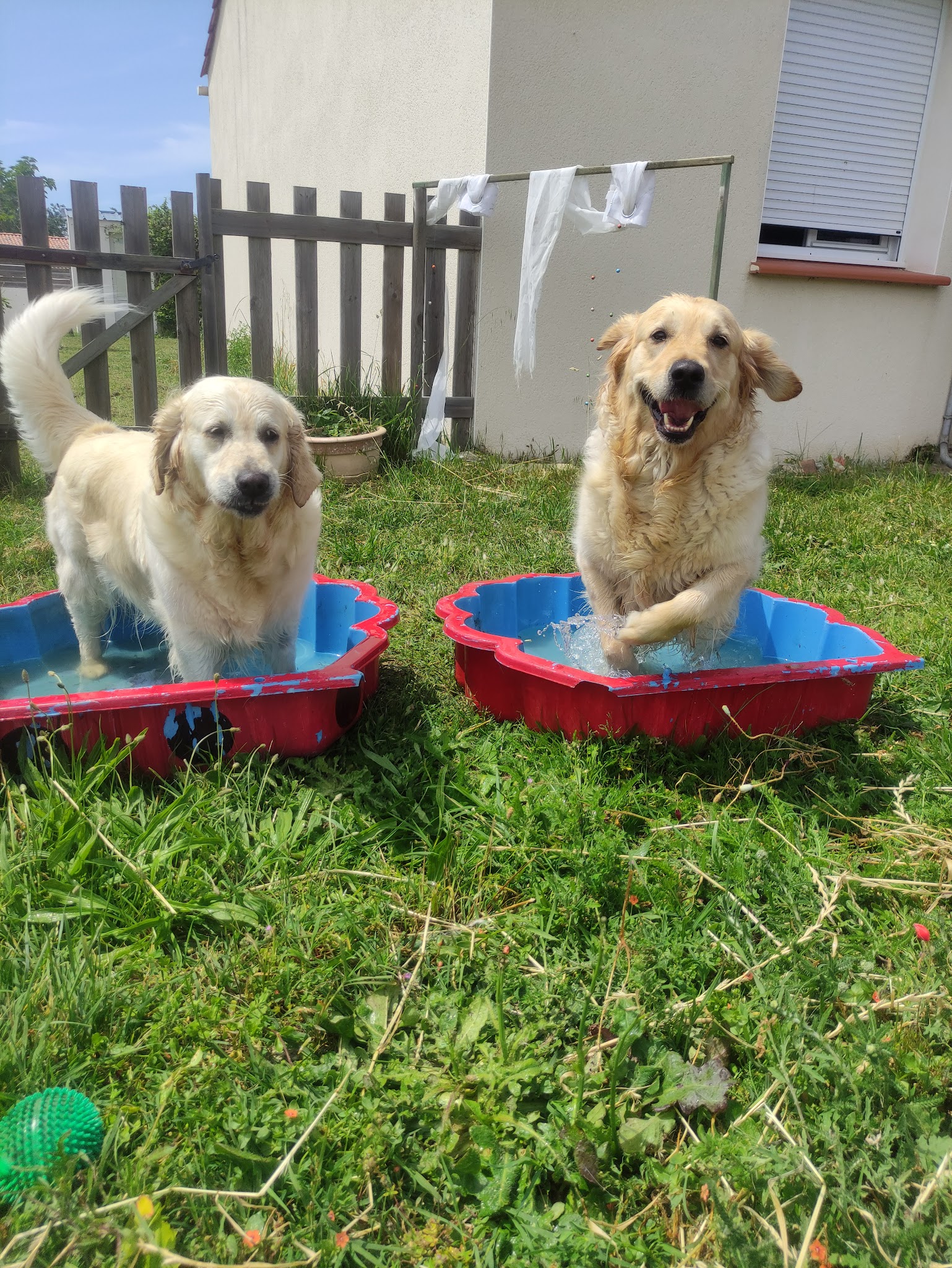 Happy Dogs — photo