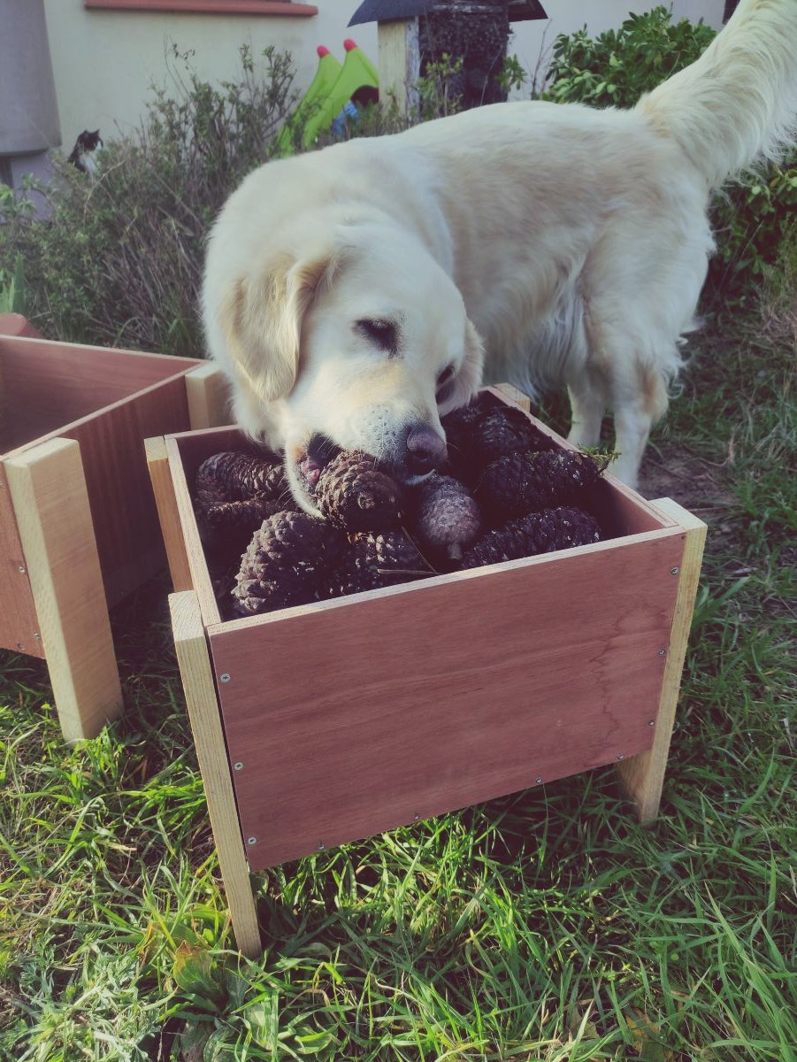 Happy Dogs