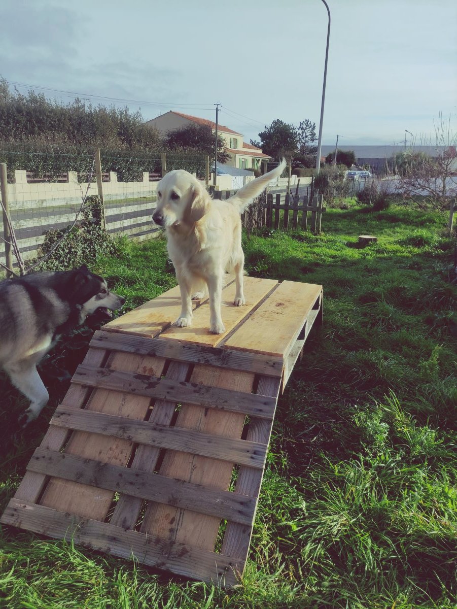 Happy Dogs — photo