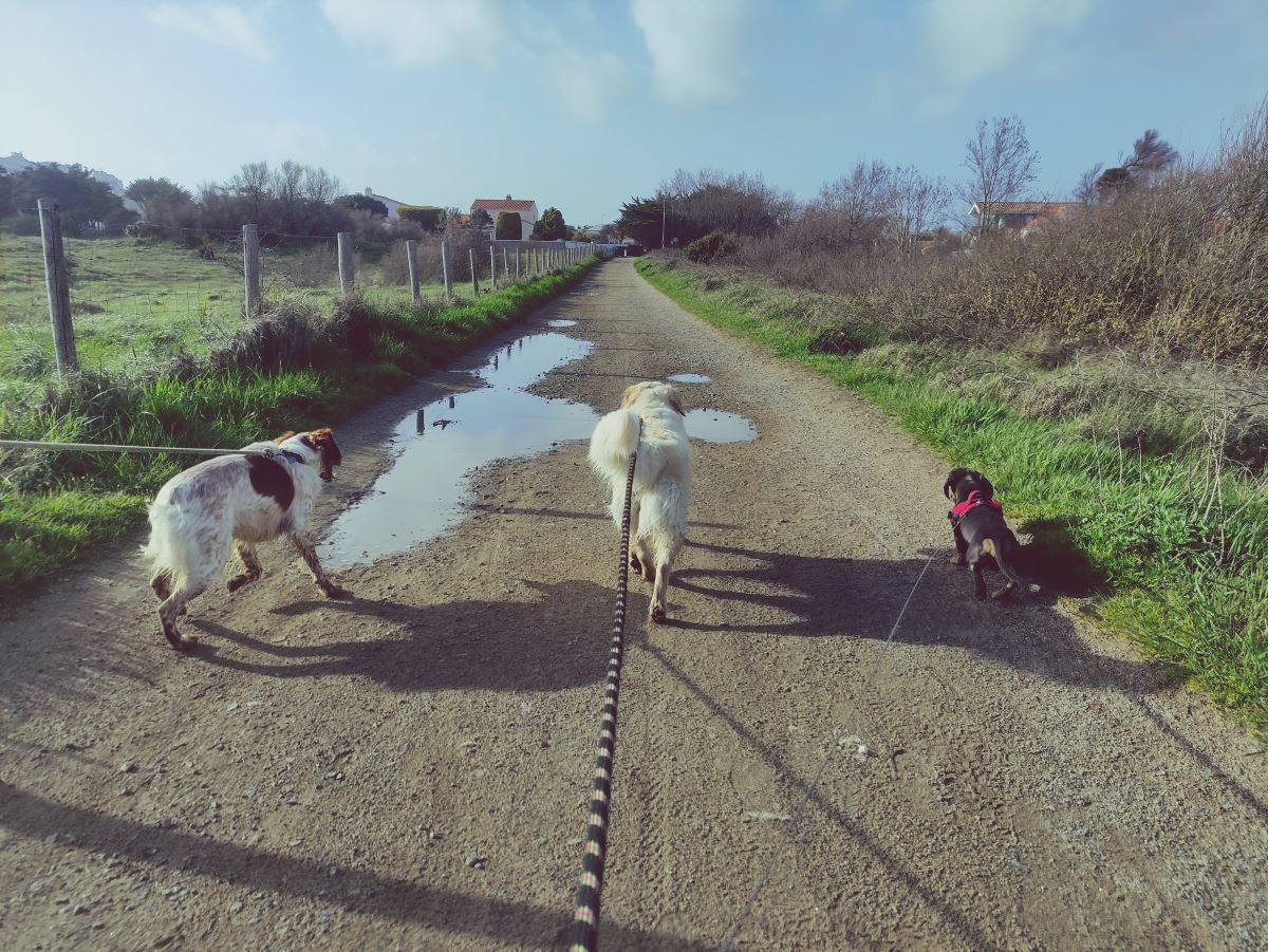 Happy Dogs — photo