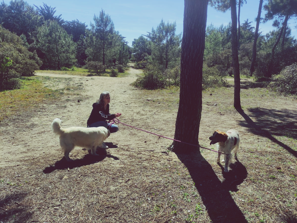Happy Dogs — photo