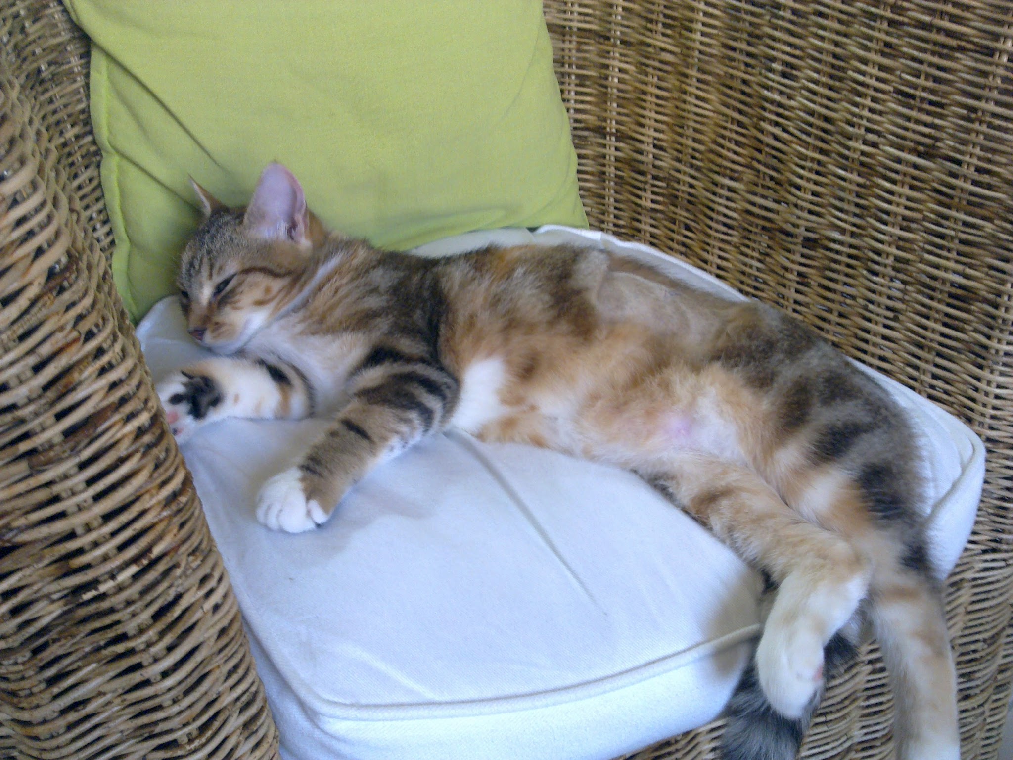 Ani'Home - Services animaliers — photo