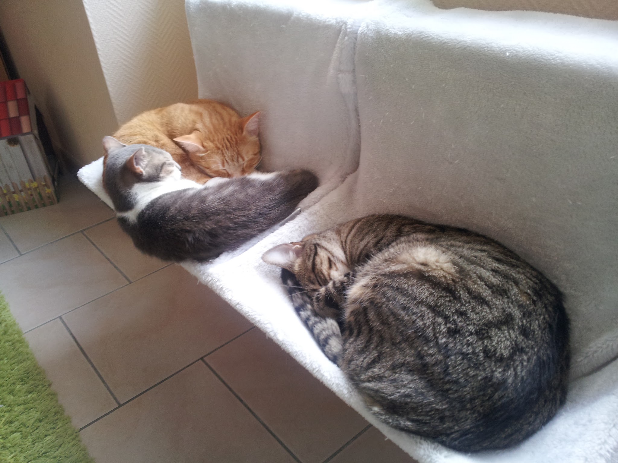 Ani'Home - Services animaliers