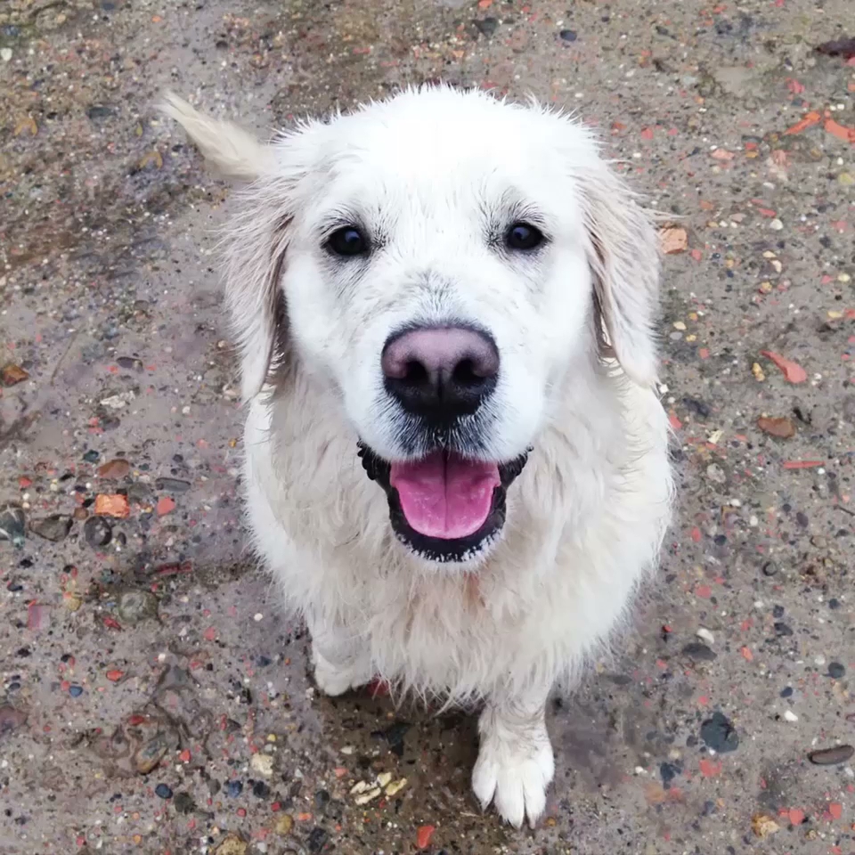 La Pignada des poilus (Éducation canine & pension chiens et chats) — photo
