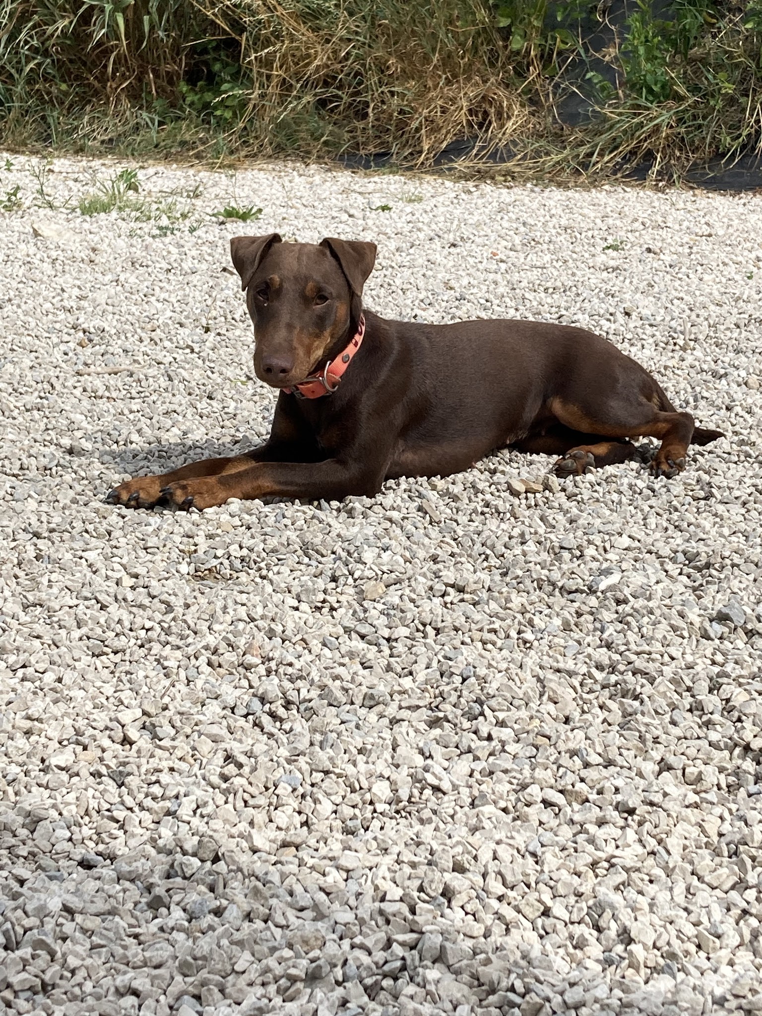 Pension canine familiale — photo