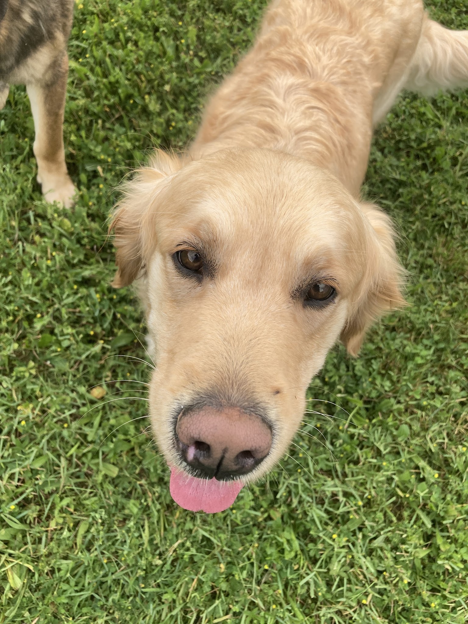 Pension canine familiale